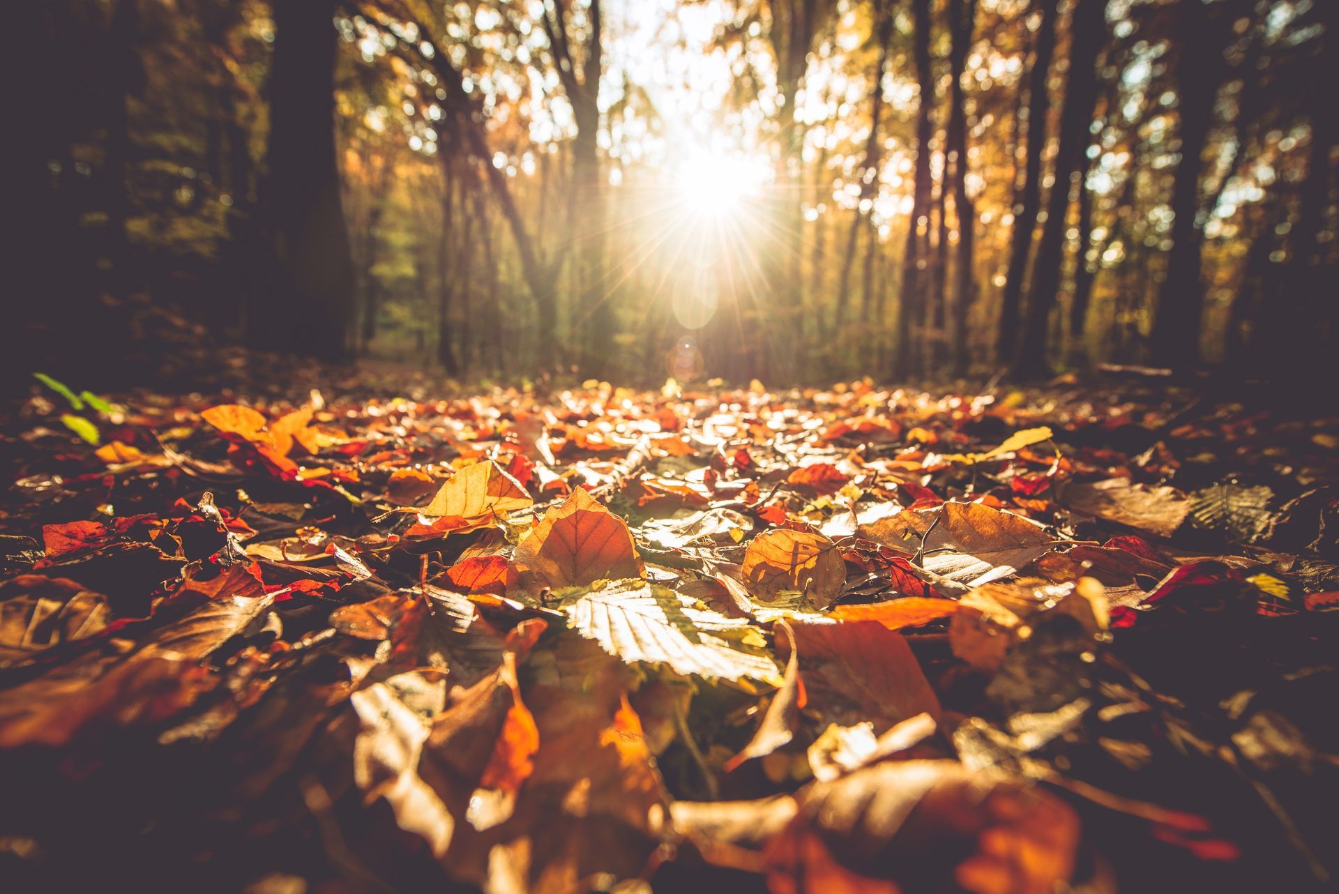 Sunlit forest floor covered with orange autumn leaves and trees in the background