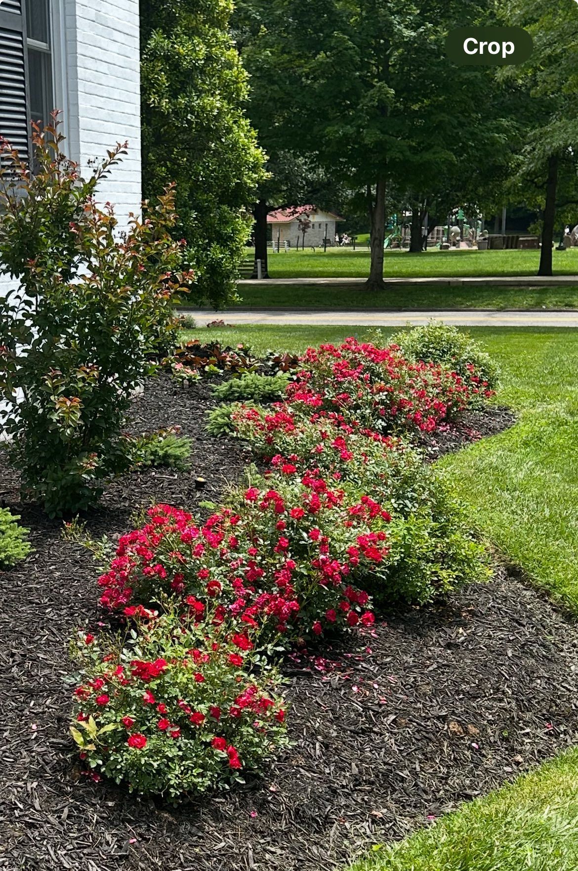 Red flowering plants in a mulched bed along a green lawn; a tree and other greenery in the background.