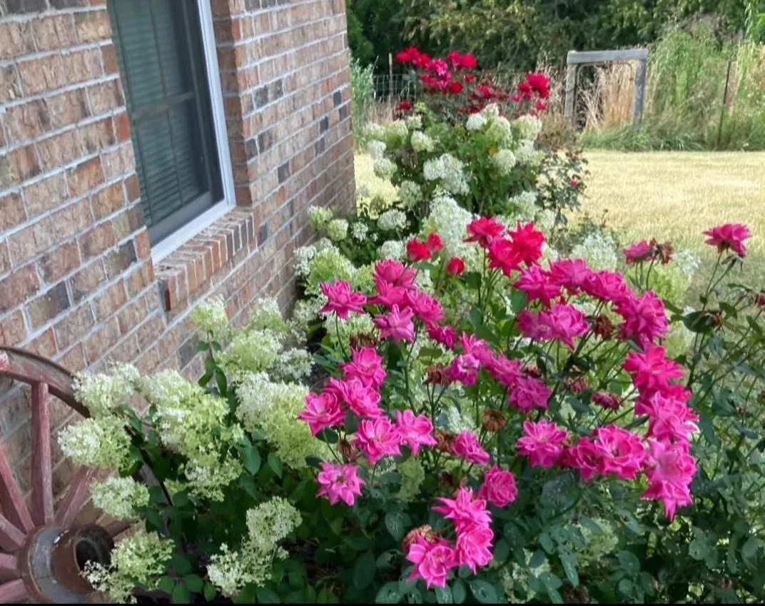 Pink and red flowers bloom in front of a brick building next to light green hydrangea bushes.