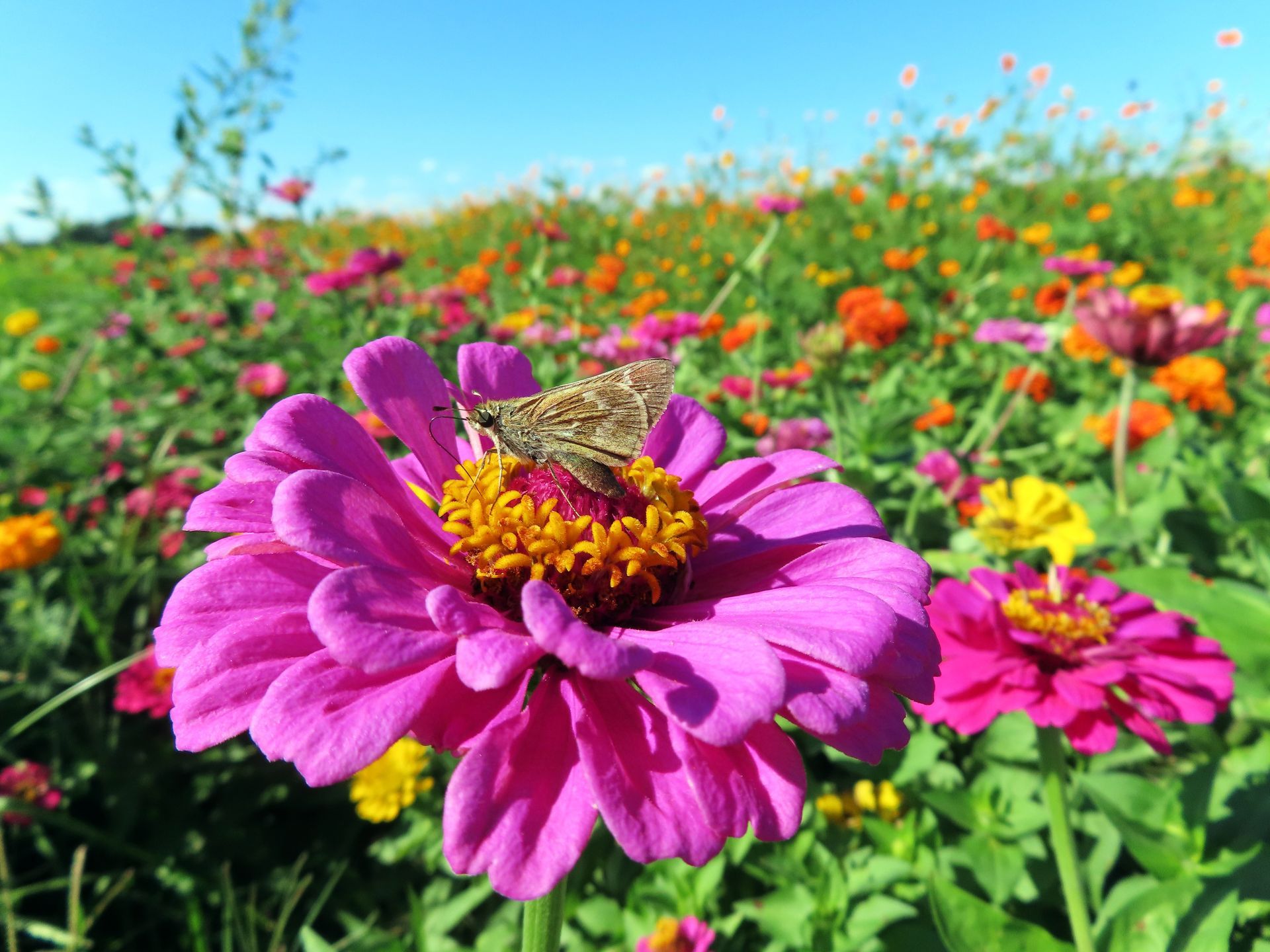 Butterfly on a vibrant pink zinnia in a field of colorful flowers under a blue sky.