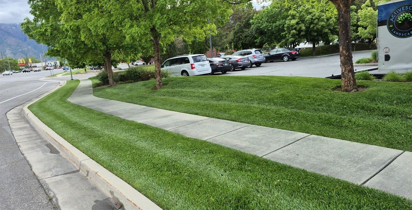 Lush green lawn with sidewalk beside road; trees and parked cars in the background.