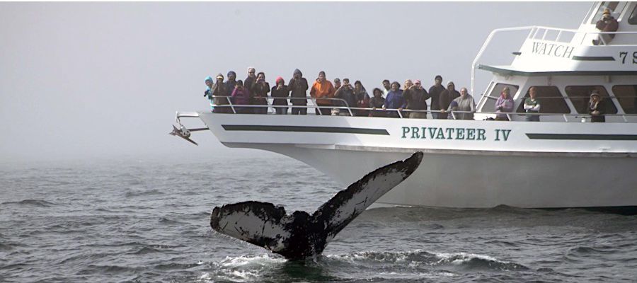 Passengers watch a humpback whale from the deck of a ship