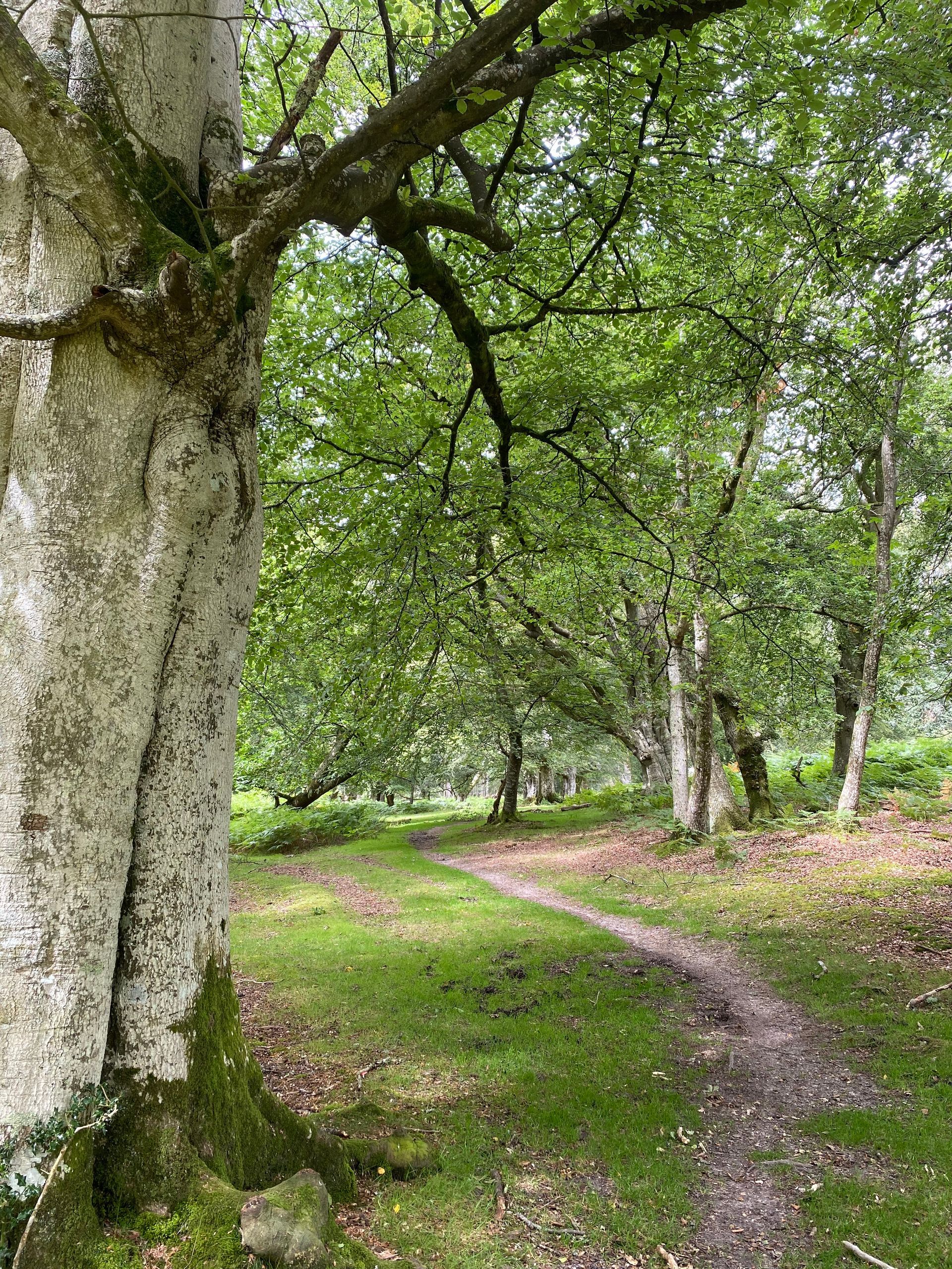 New Forest scene photographed by Forest PA