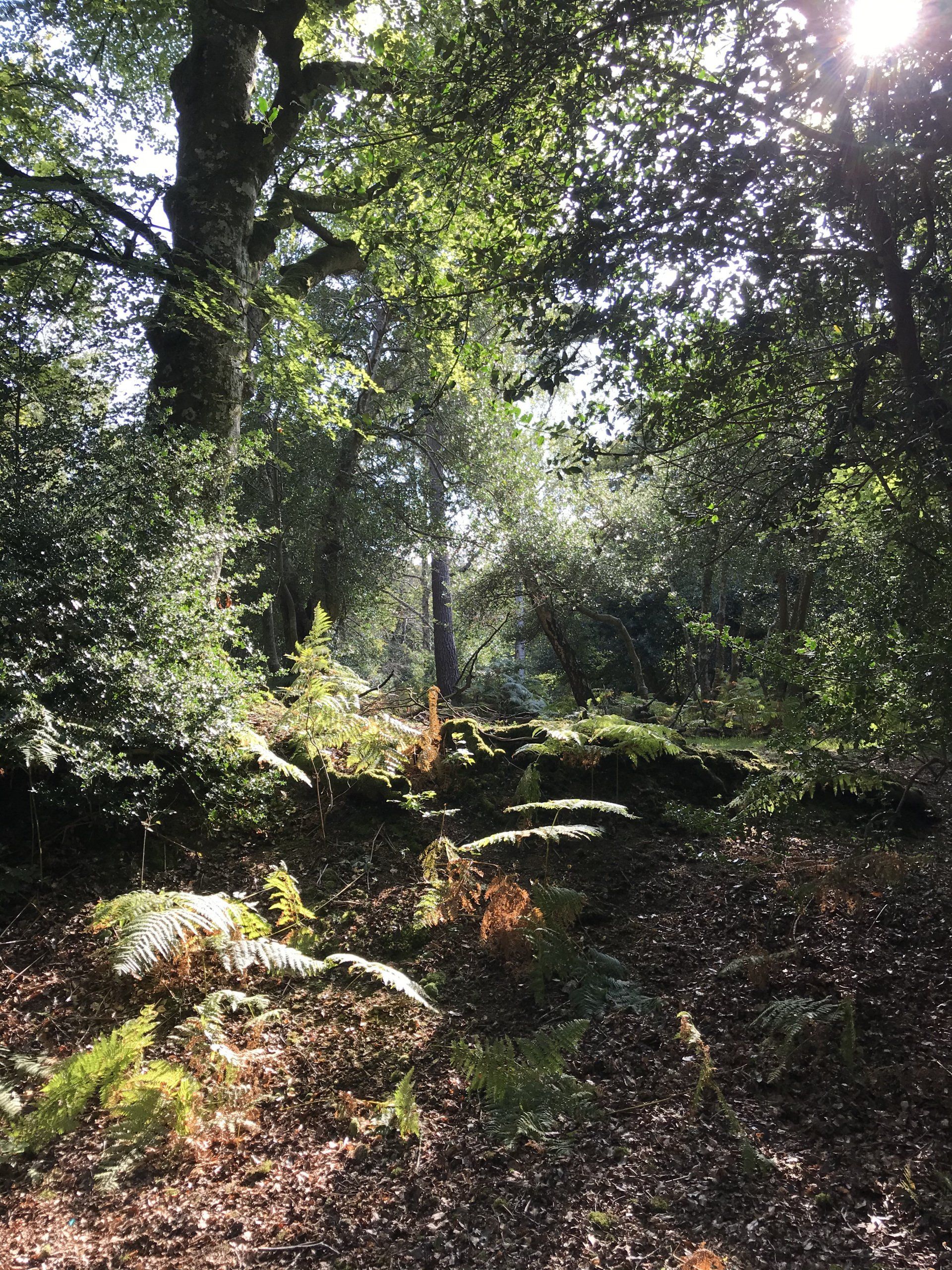 Forest scene photographed by Forest PA