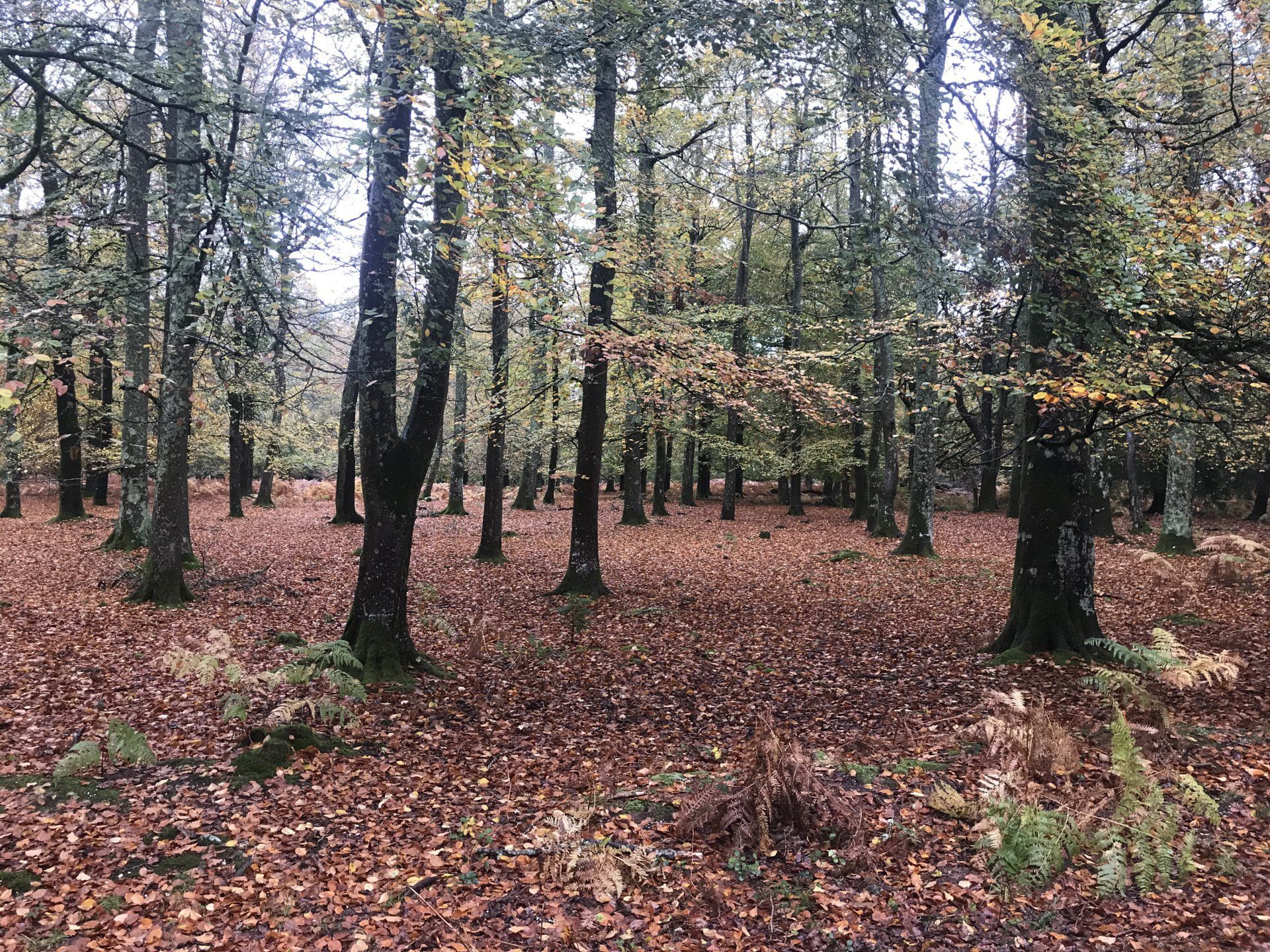 Forest scene photographed by Forest PA