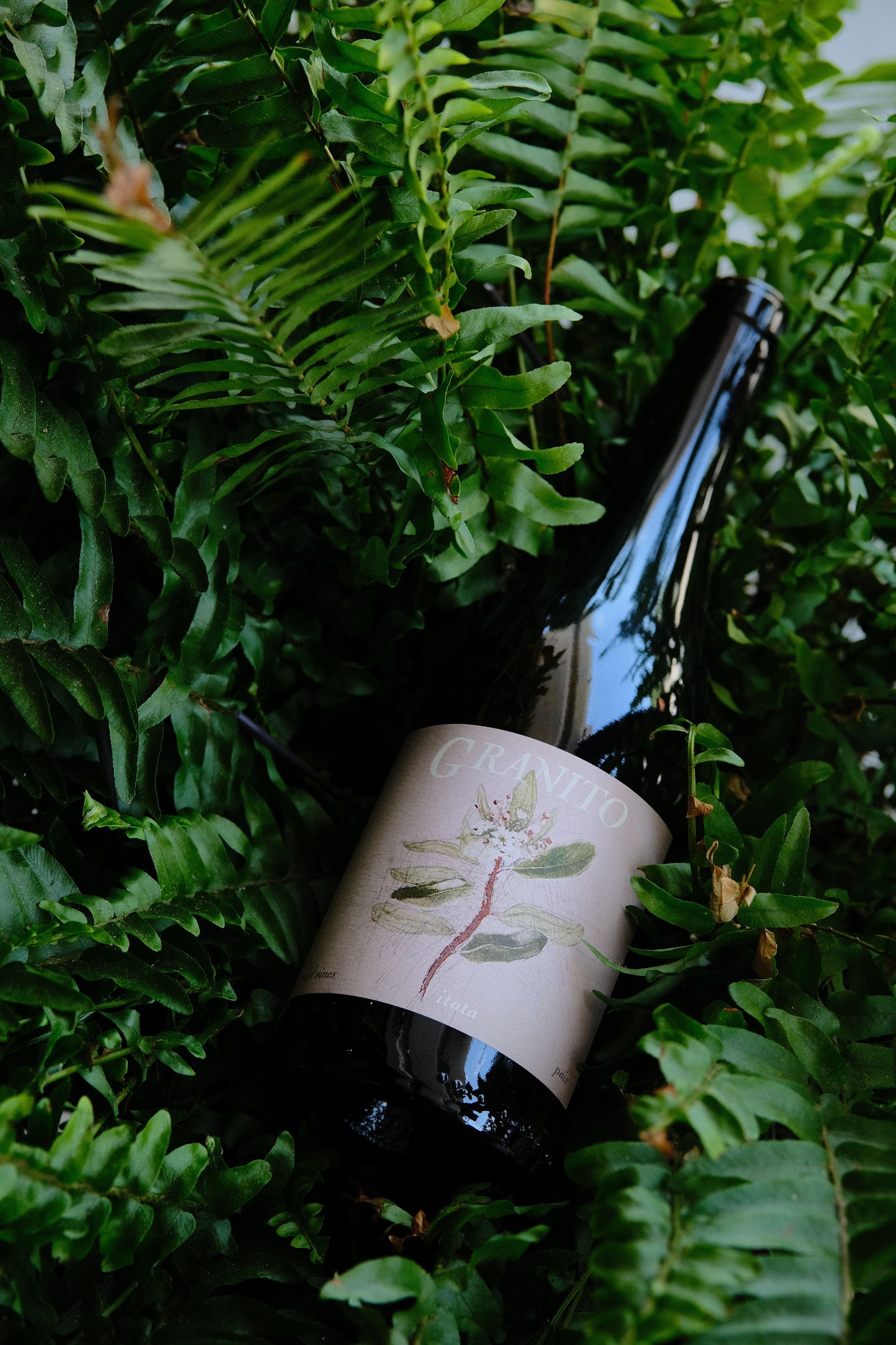 A bottle of wine is sitting in a pile of ferns.