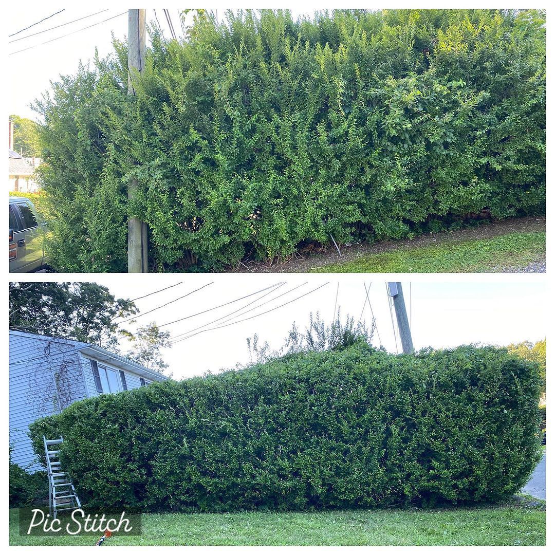 Big hedge job