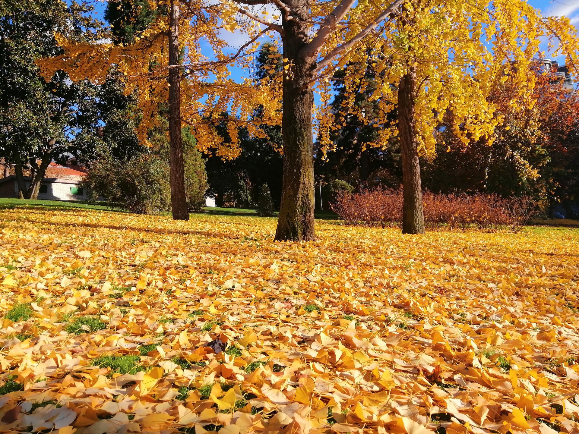 Fall season