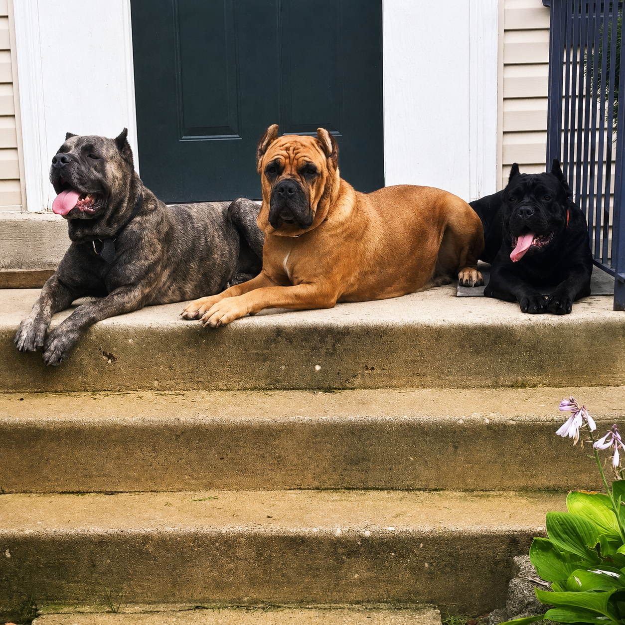 Three dogs lying on front steps outside a dark green door