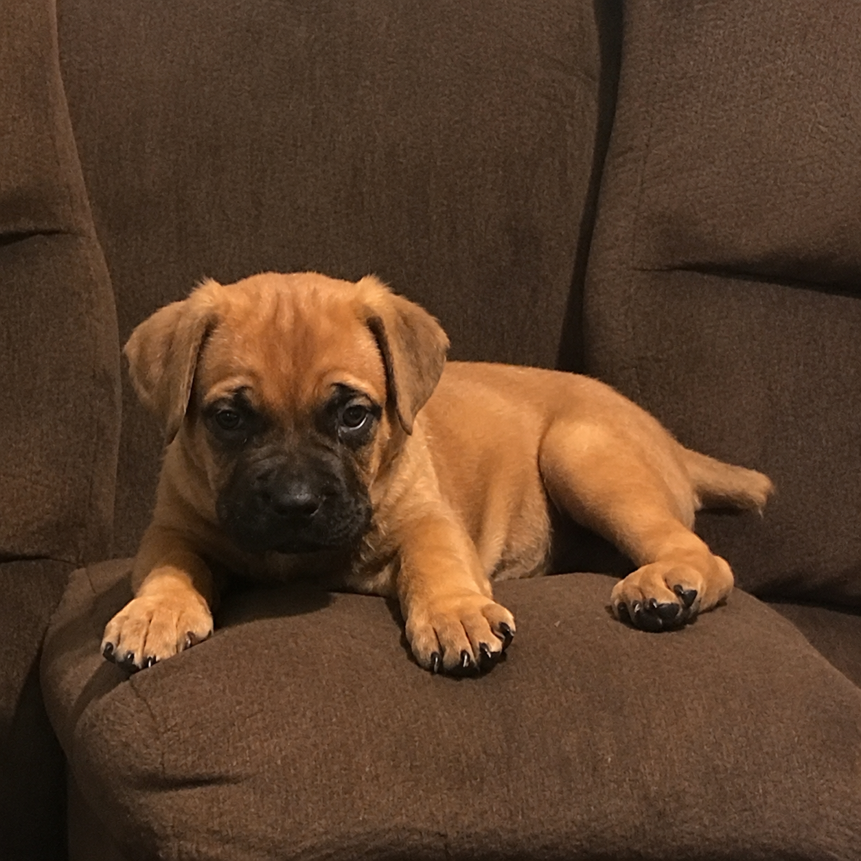 Brown puppy lying on a brown couch, looking at the camera.