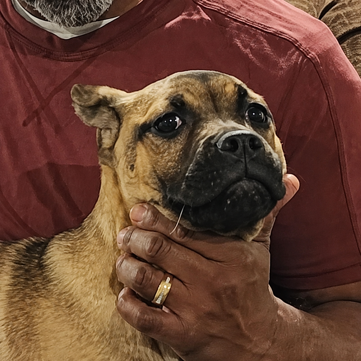 Tan dog with black muzzle being held by a person in a red shirt