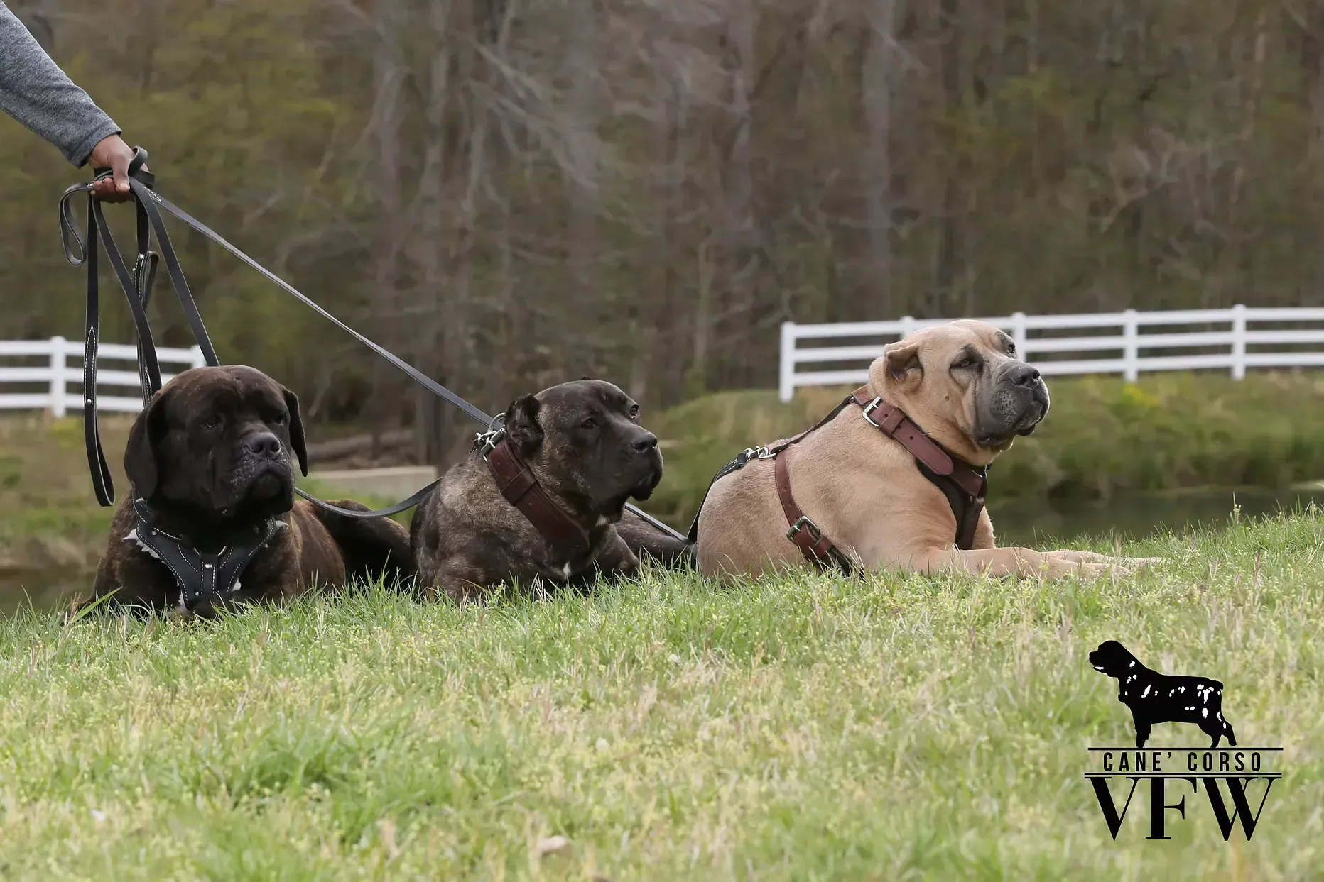 Three dogs lying in grass on leashes in a fenced outdoor field
