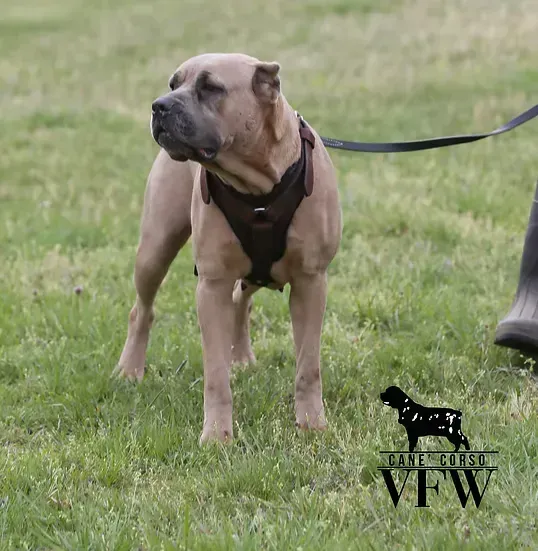 Tan dog in a black harness standing on grass, attached to a leash with a VFW watermark.
