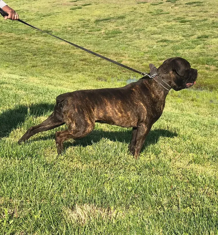 Brown brindle dog on a leash standing on grass in sunlight