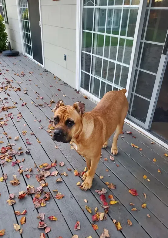 Brown dog standing on a leaf-covered deck beside a white house and sliding glass door