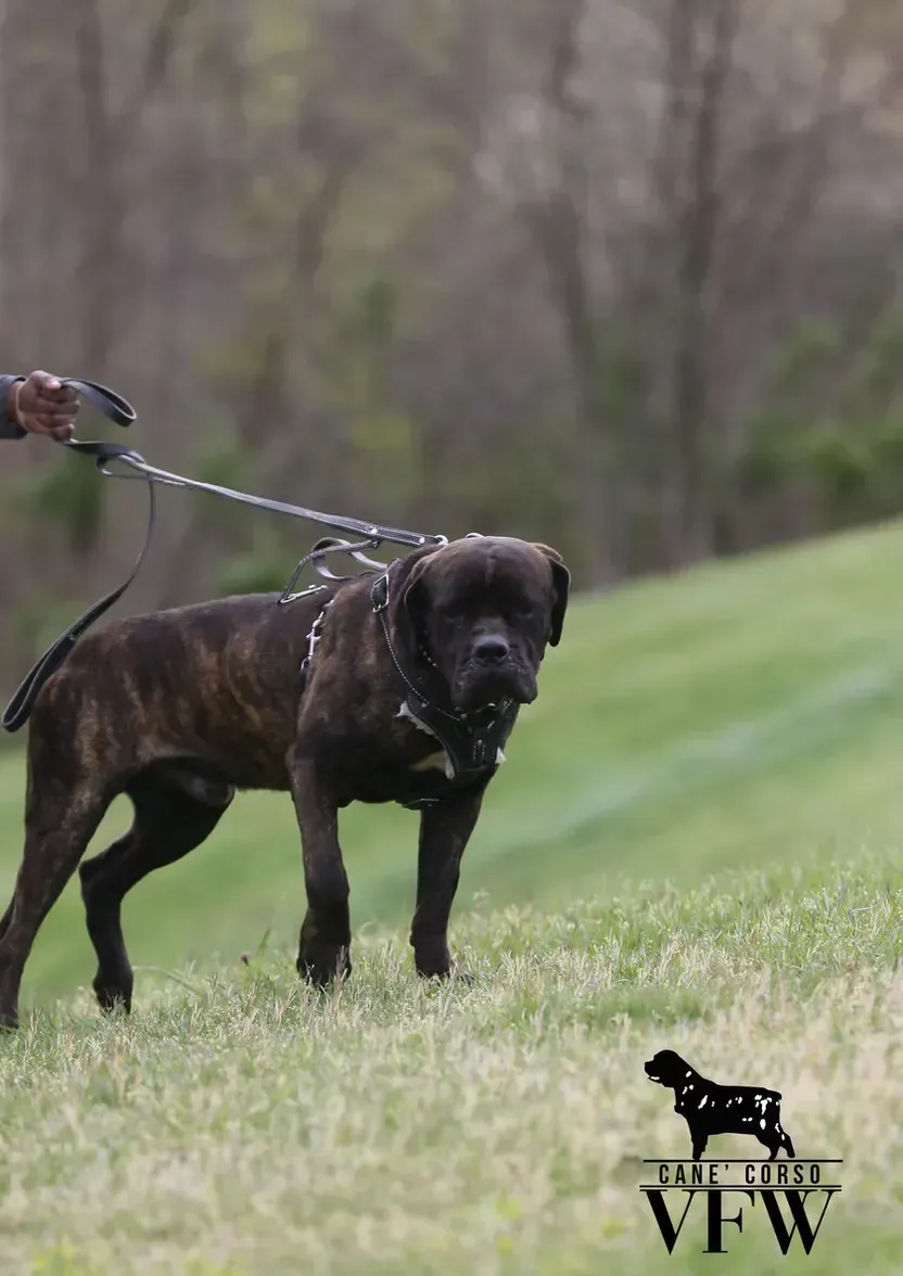 Dark brindle dog standing on a leash in a grassy field, with a blurred treeline behind it