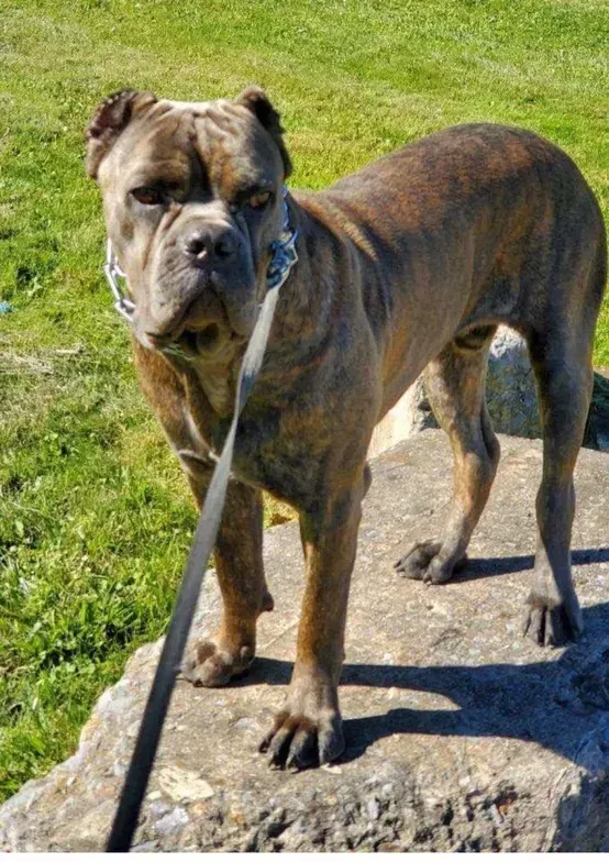 Brindle dog standing on a leash on a grassy path in sunlight