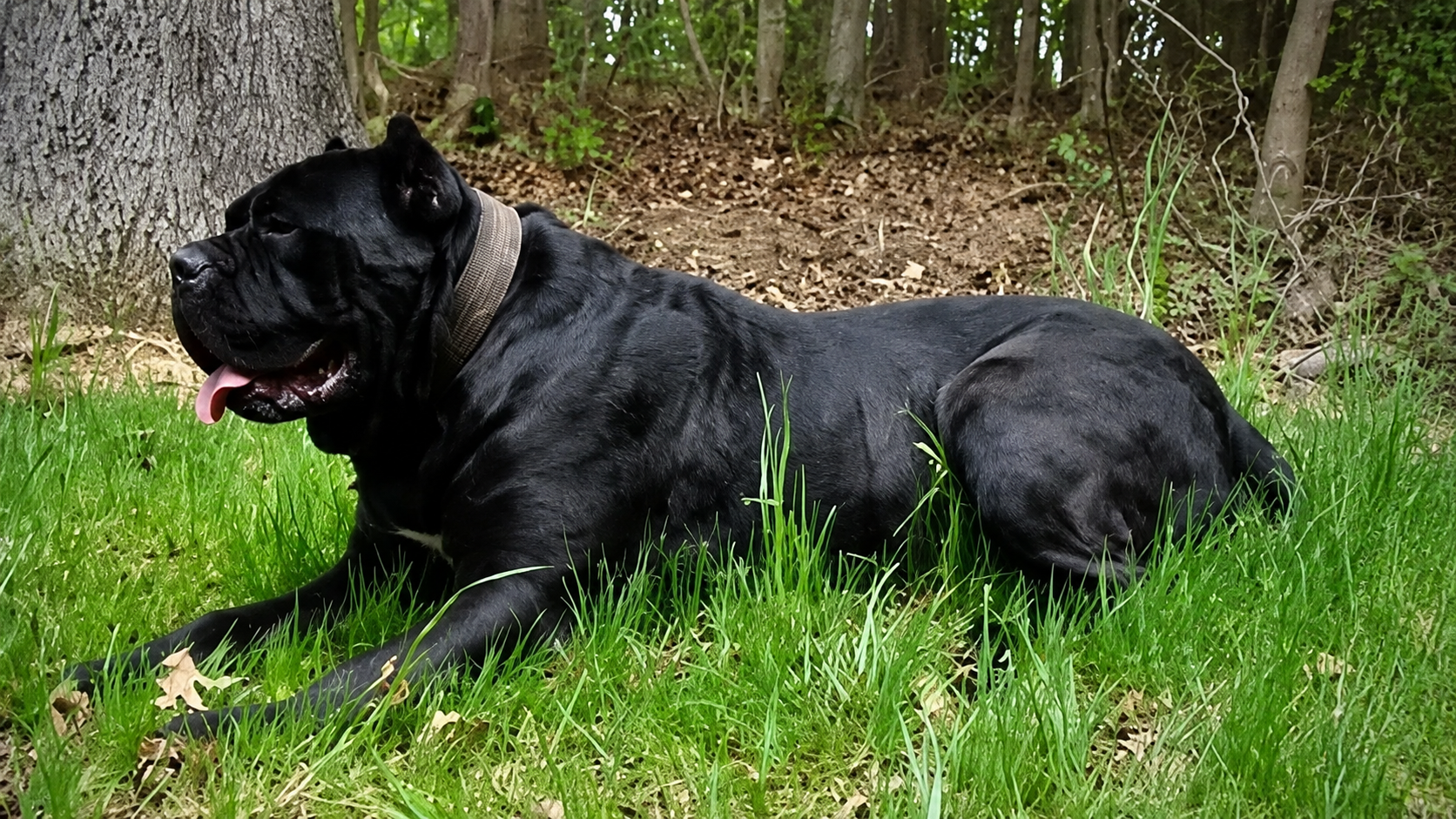 Black dog lying in green grass near a wooded area, panting with tongue out.