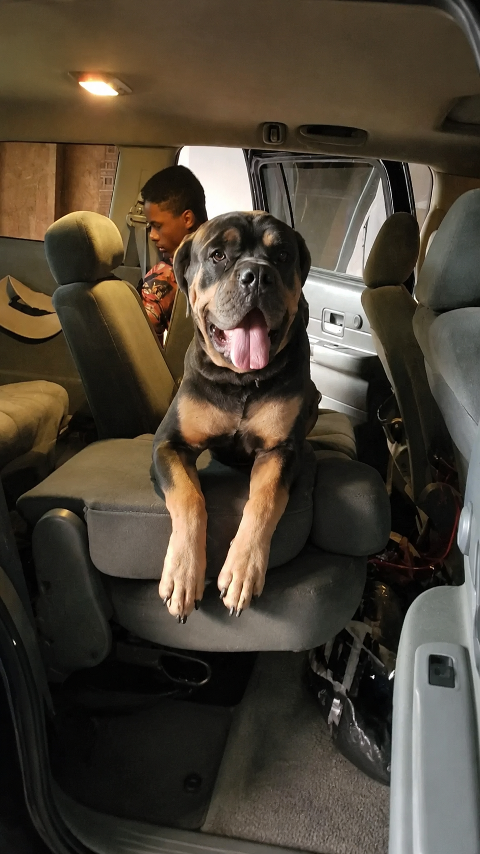 Large black-and-tan dog sitting in a car seat with tongue out, with a person in the back seat.