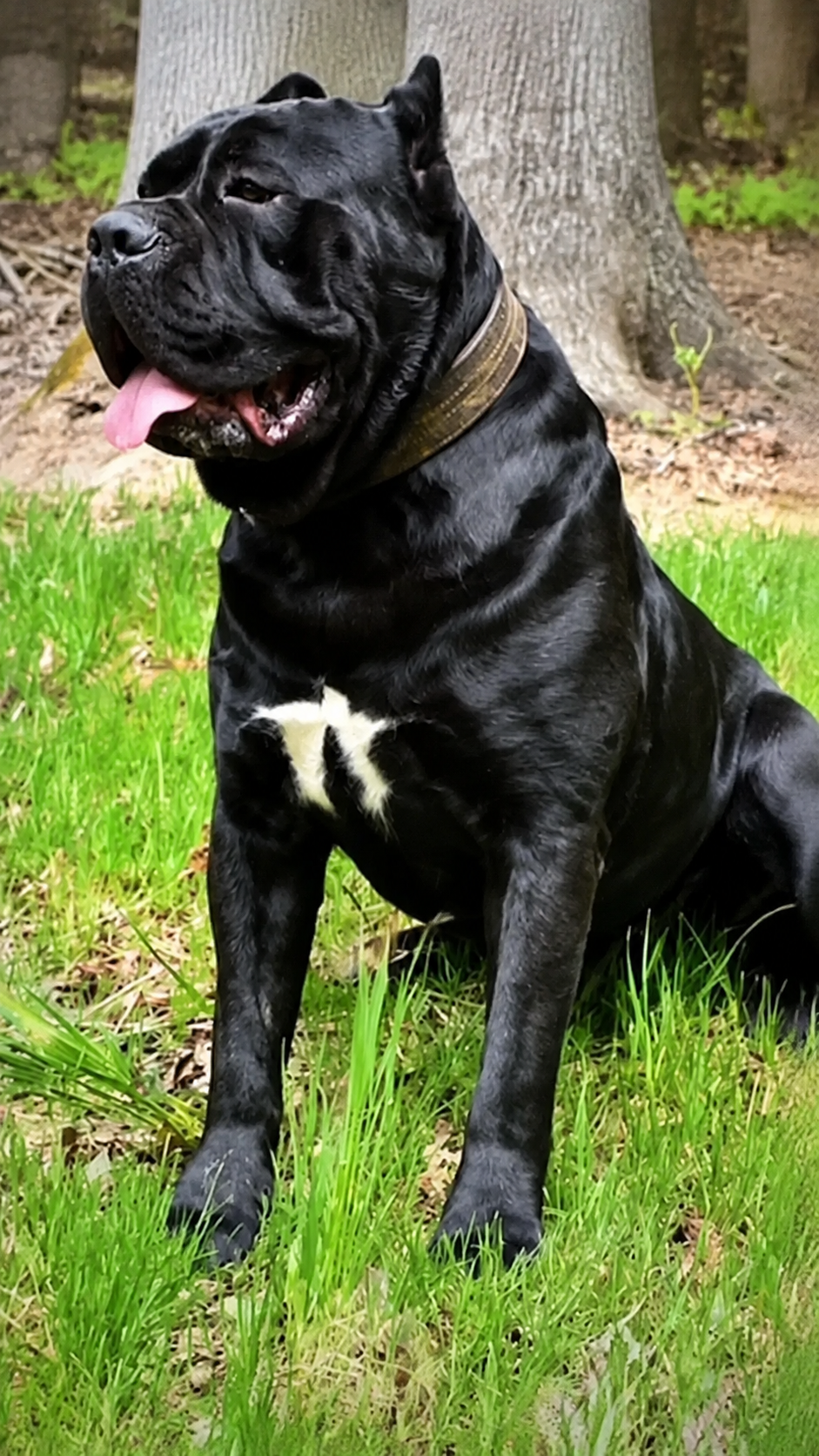Black dog with white chest sitting on grass near trees, looking to the side.
