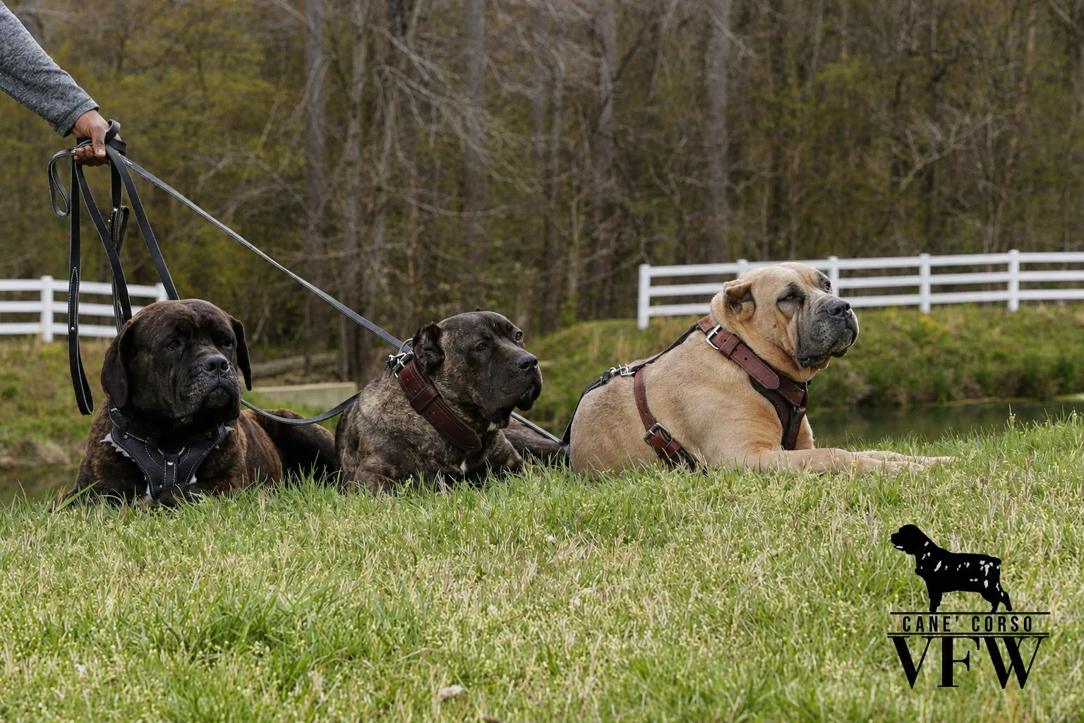 Three dogs sitting on grass in leashes, with a white fence and trees in the background.