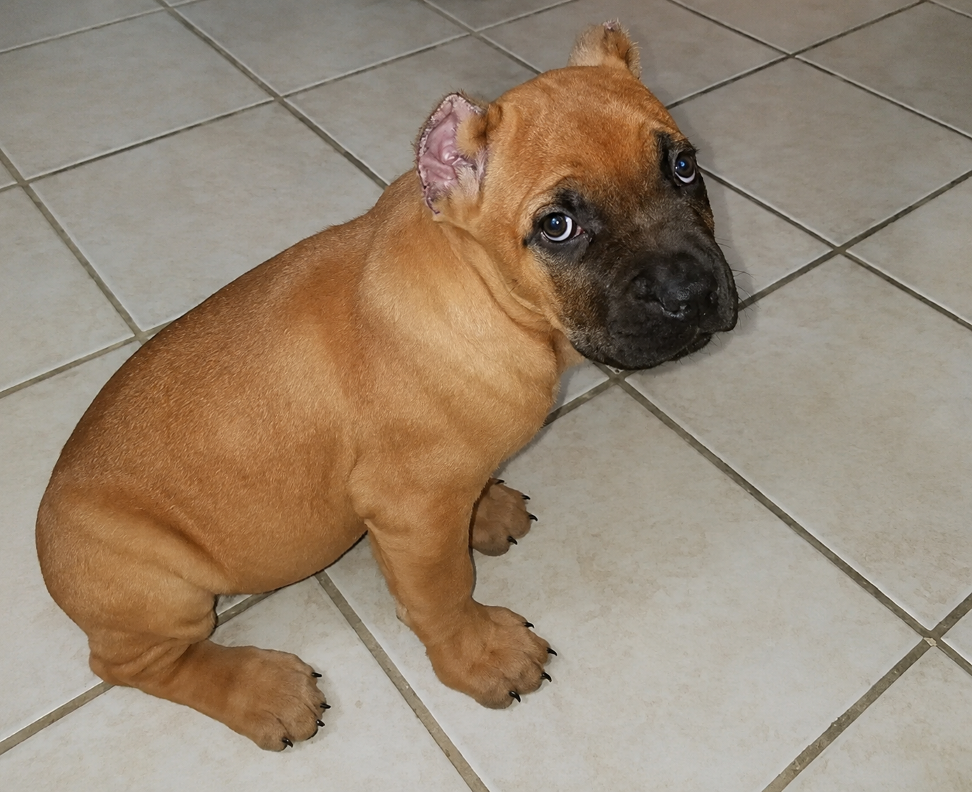 Brown puppy sitting on a tiled floor, looking back at the camera.