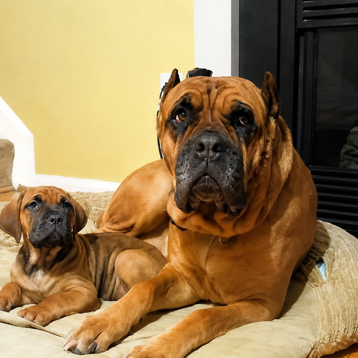 Adult and puppy boxer dogs lying on a dog bed in a living room