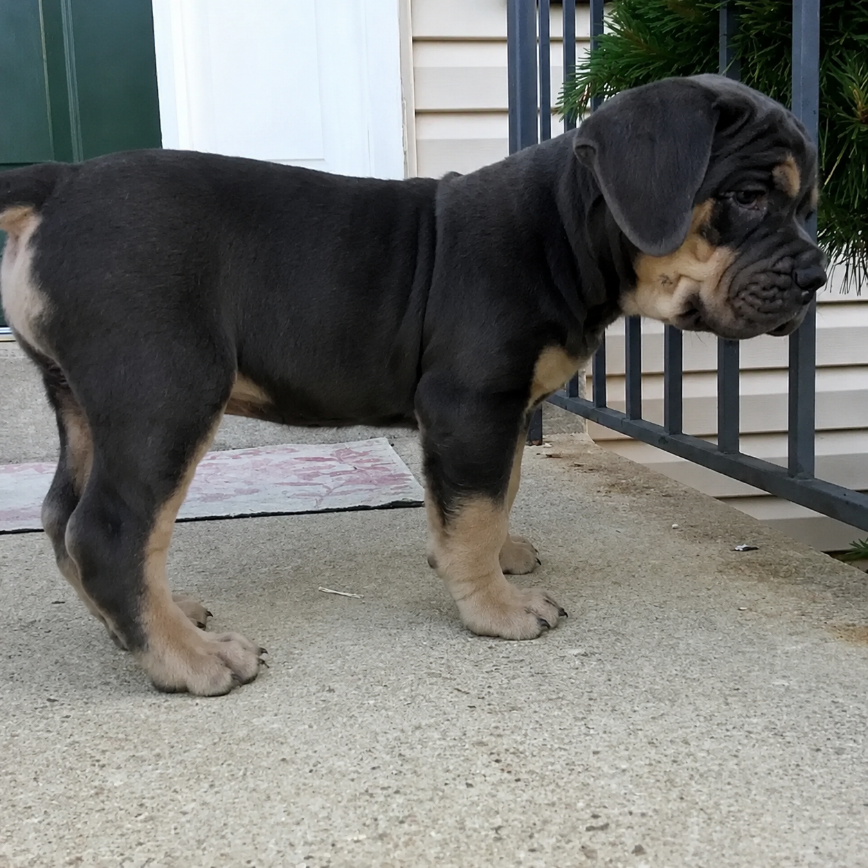 Black and tan puppy standing on a porch near a railing, looking to the right