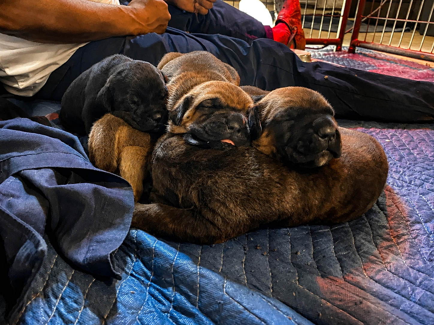 Three sleeping puppies cuddled together on a blue blanket indoors
