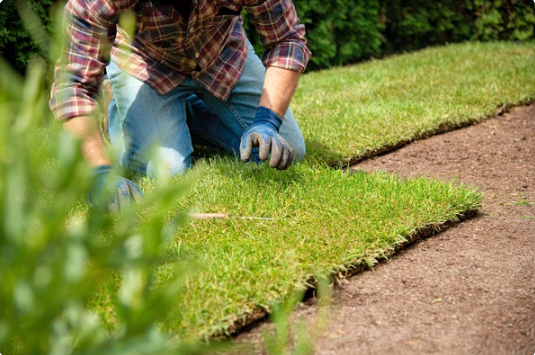 Un homme s'agenouille pour installer un rouleau de gazon dans un jardin.
