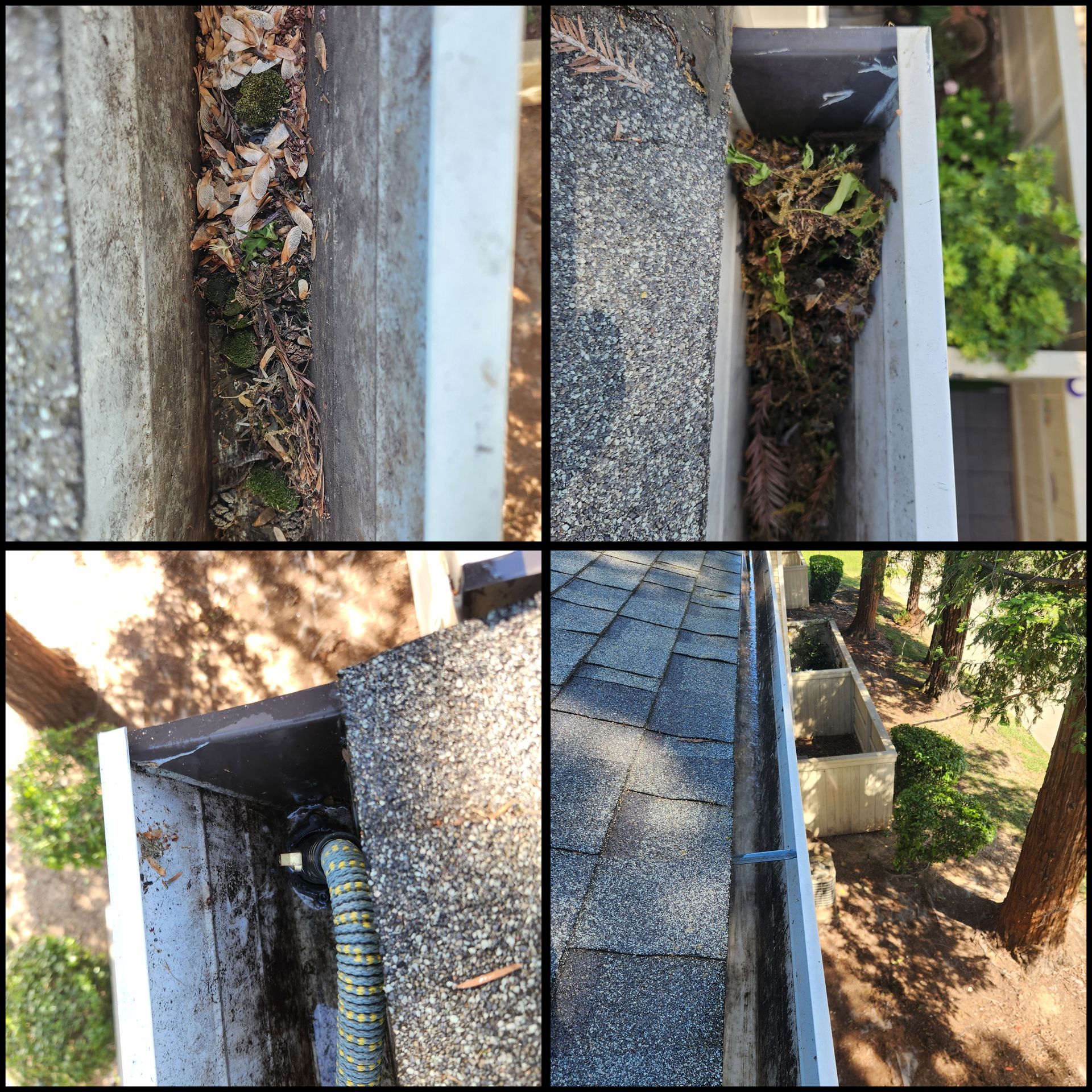 Split view of a roof gutter and downspout with leaves, gravel roof, and a tree beside the house.