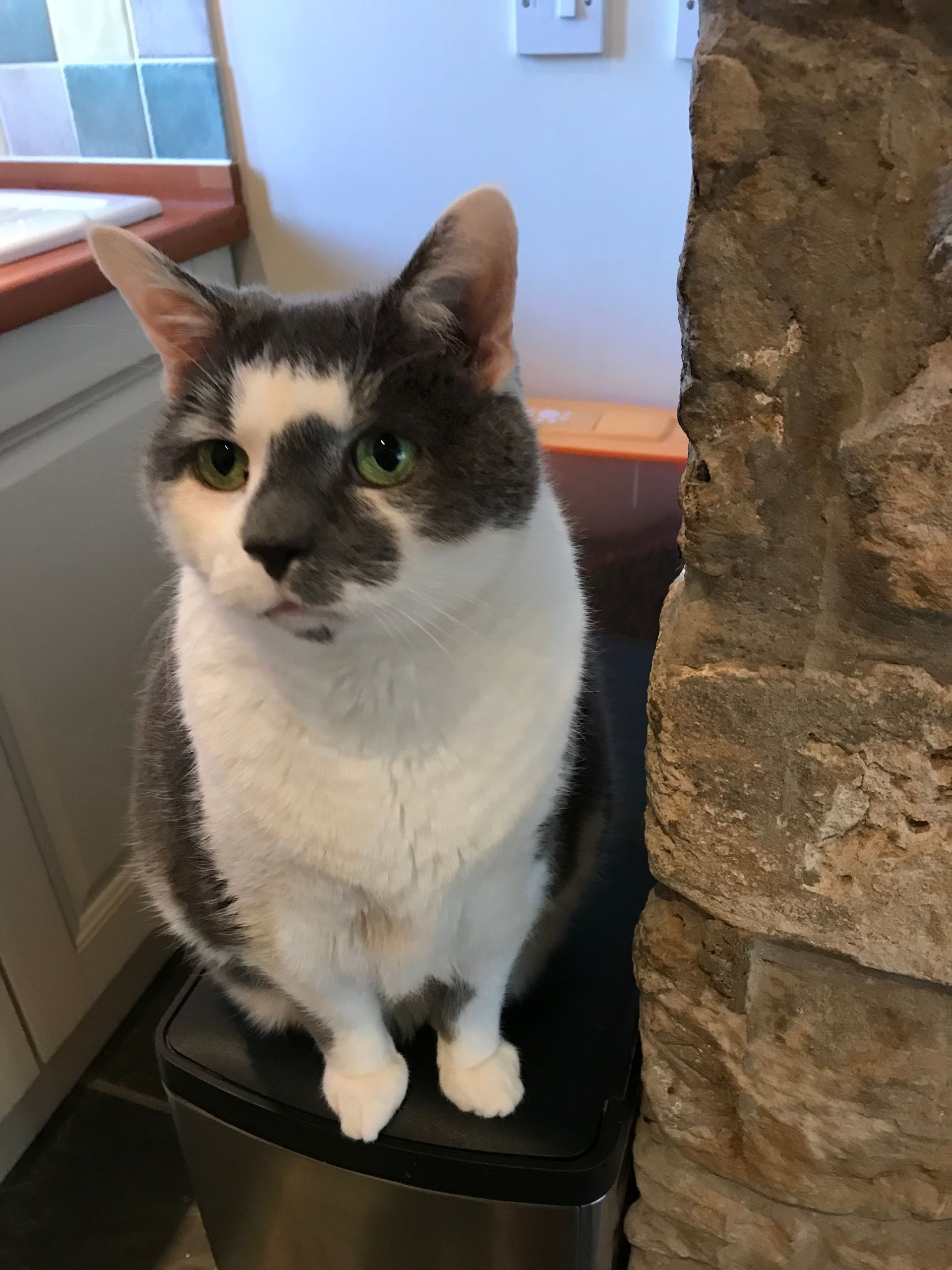 Black-and-white cat sitting on a stool indoors, looking at the camera.