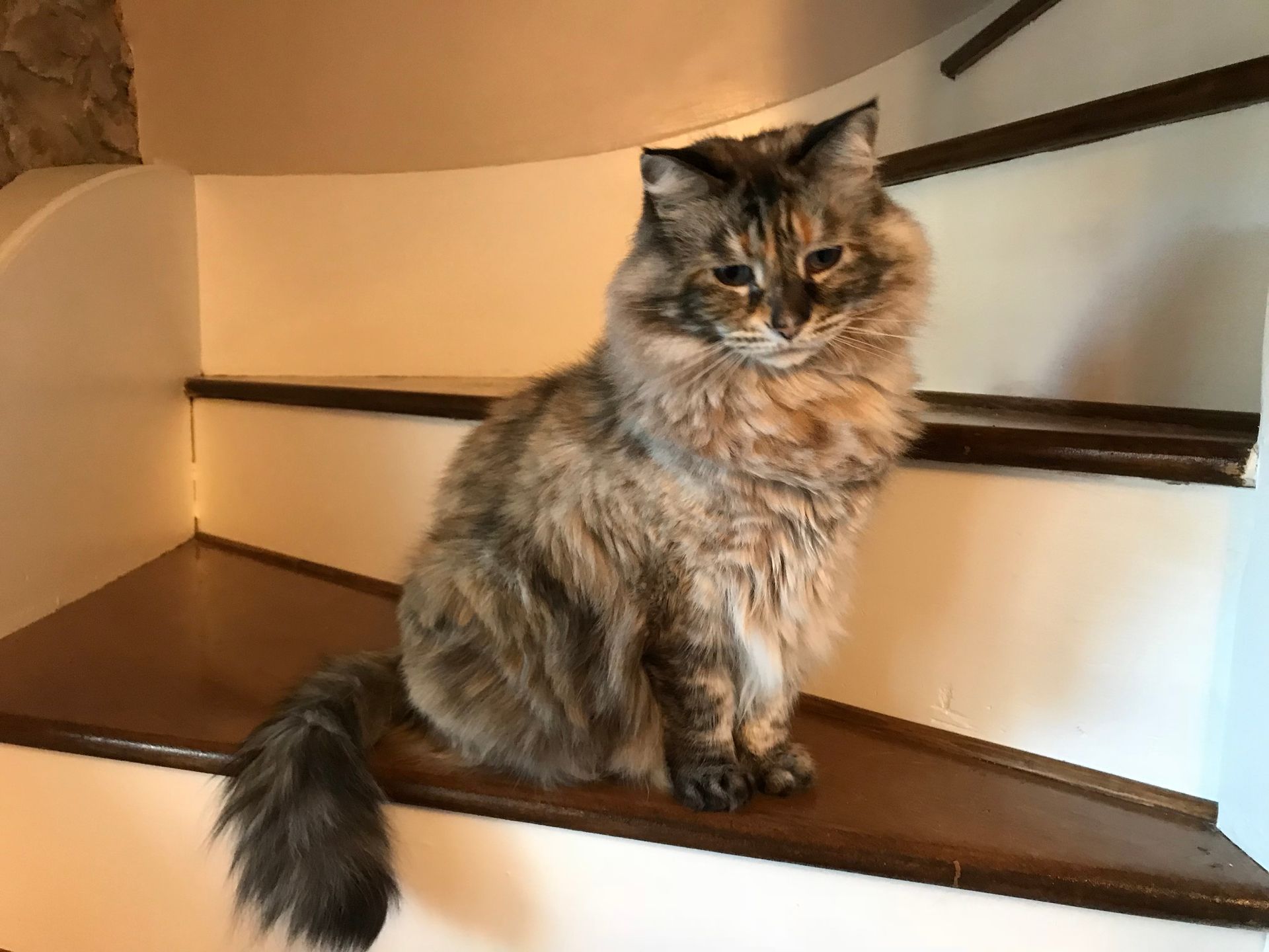 Fluffy tortoiseshell cat sitting on wooden stairs, looking toward the camera.