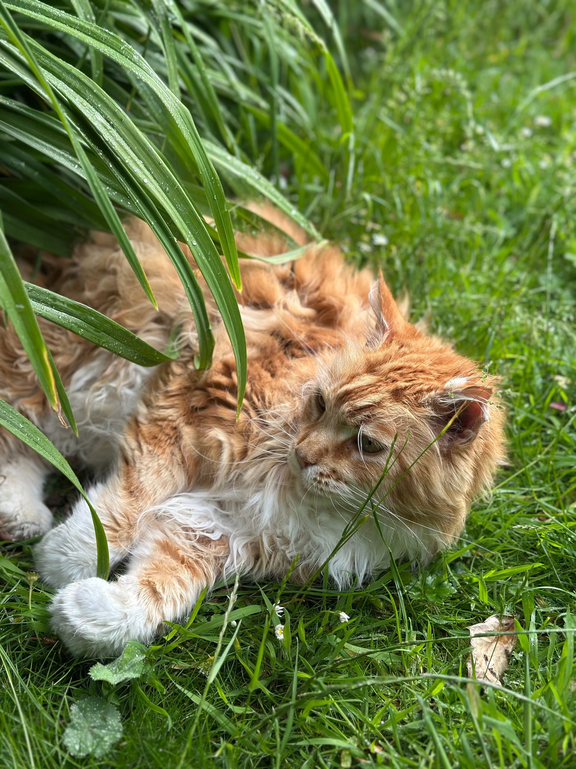 Orange-and-white cat lying in tall grass with a fluffy face and paws tucked close