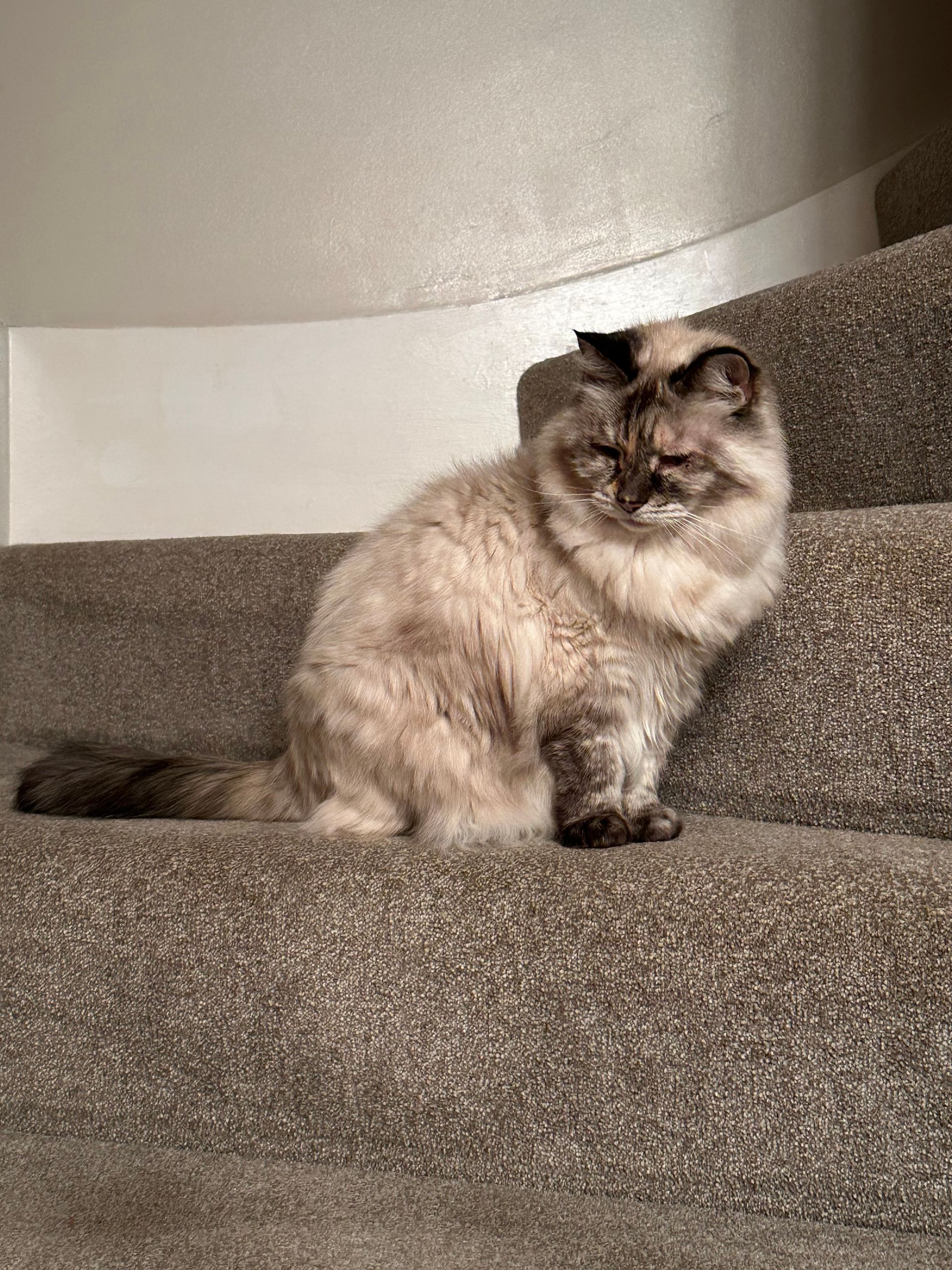 Fluffy cream and brown cat sitting on carpeted stairs, looking at the camera.