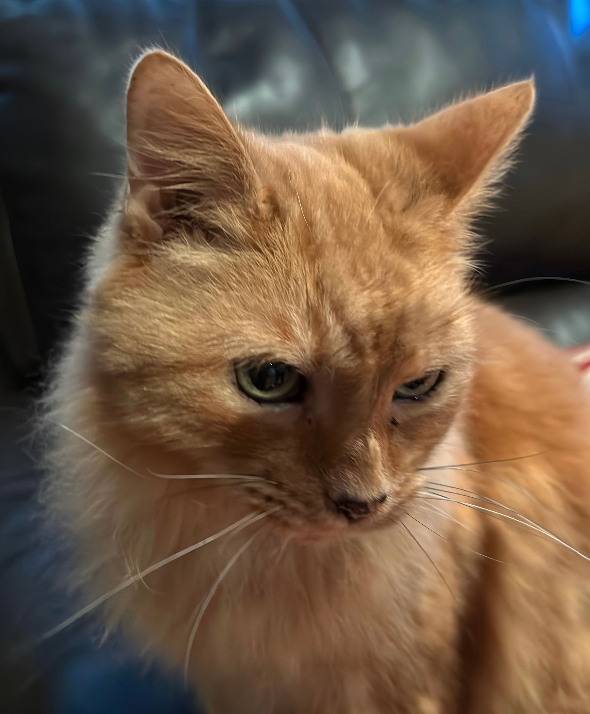 Close-up of an orange long-haired cat looking downward with a calm expression.