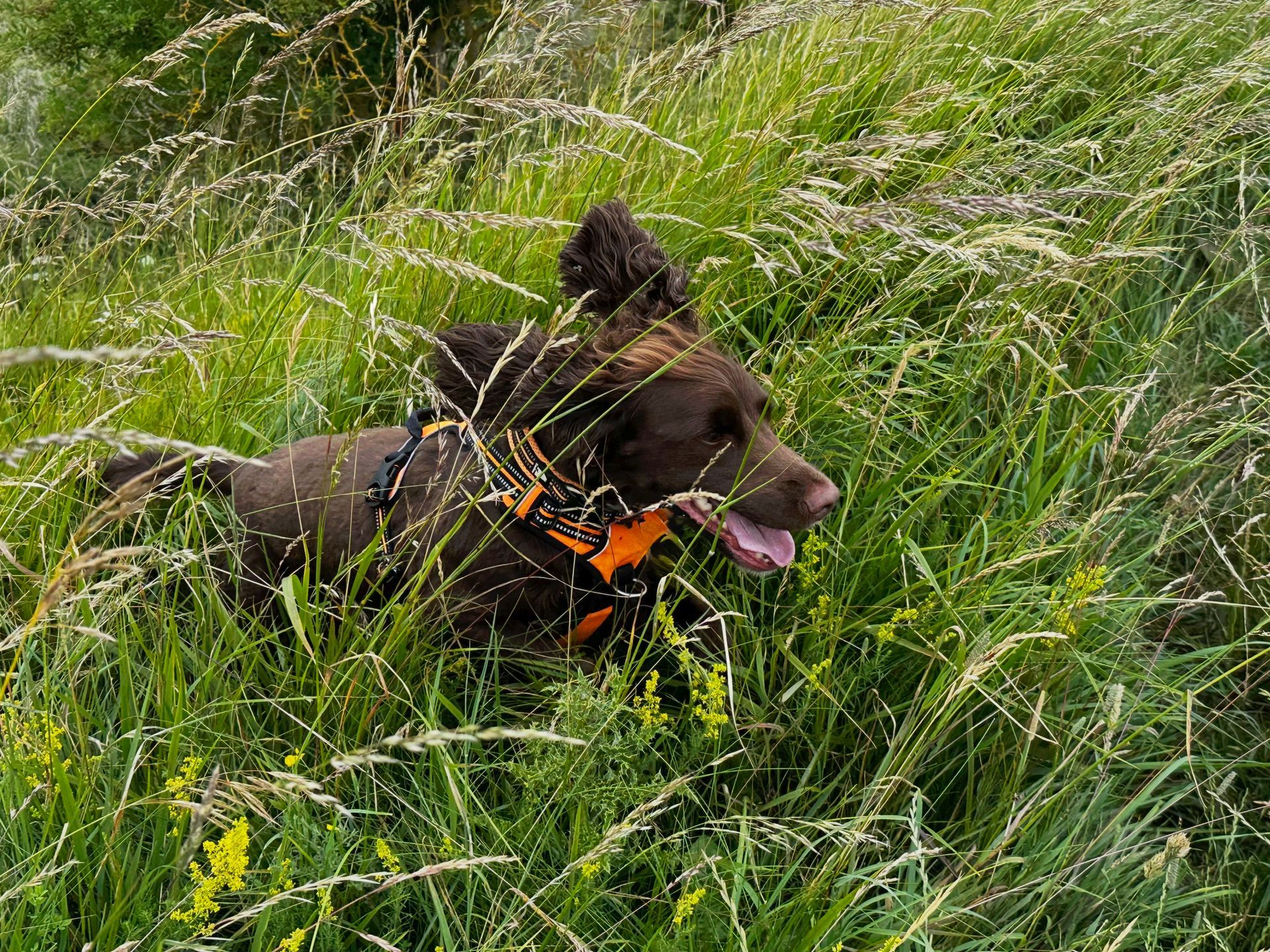 Brown dog wearing an orange harness running through tall green grass