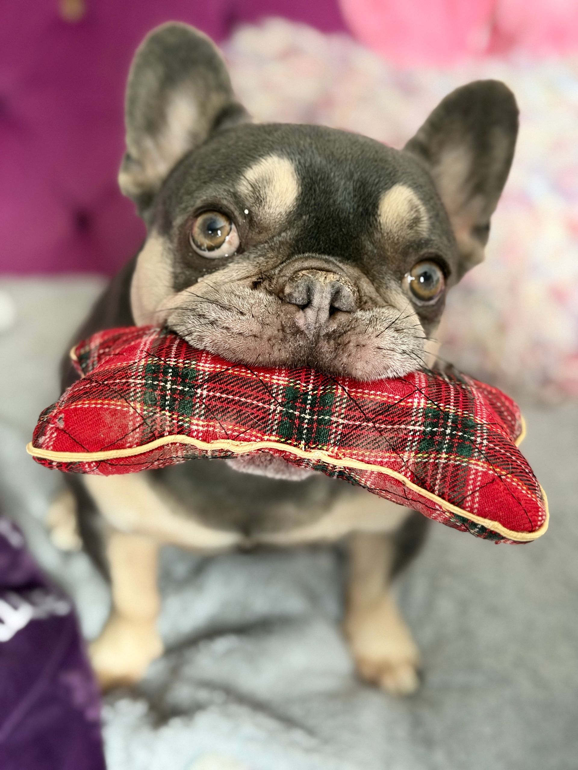 French bulldog holding a red plaid toy in its mouth, sitting on a gray blanket