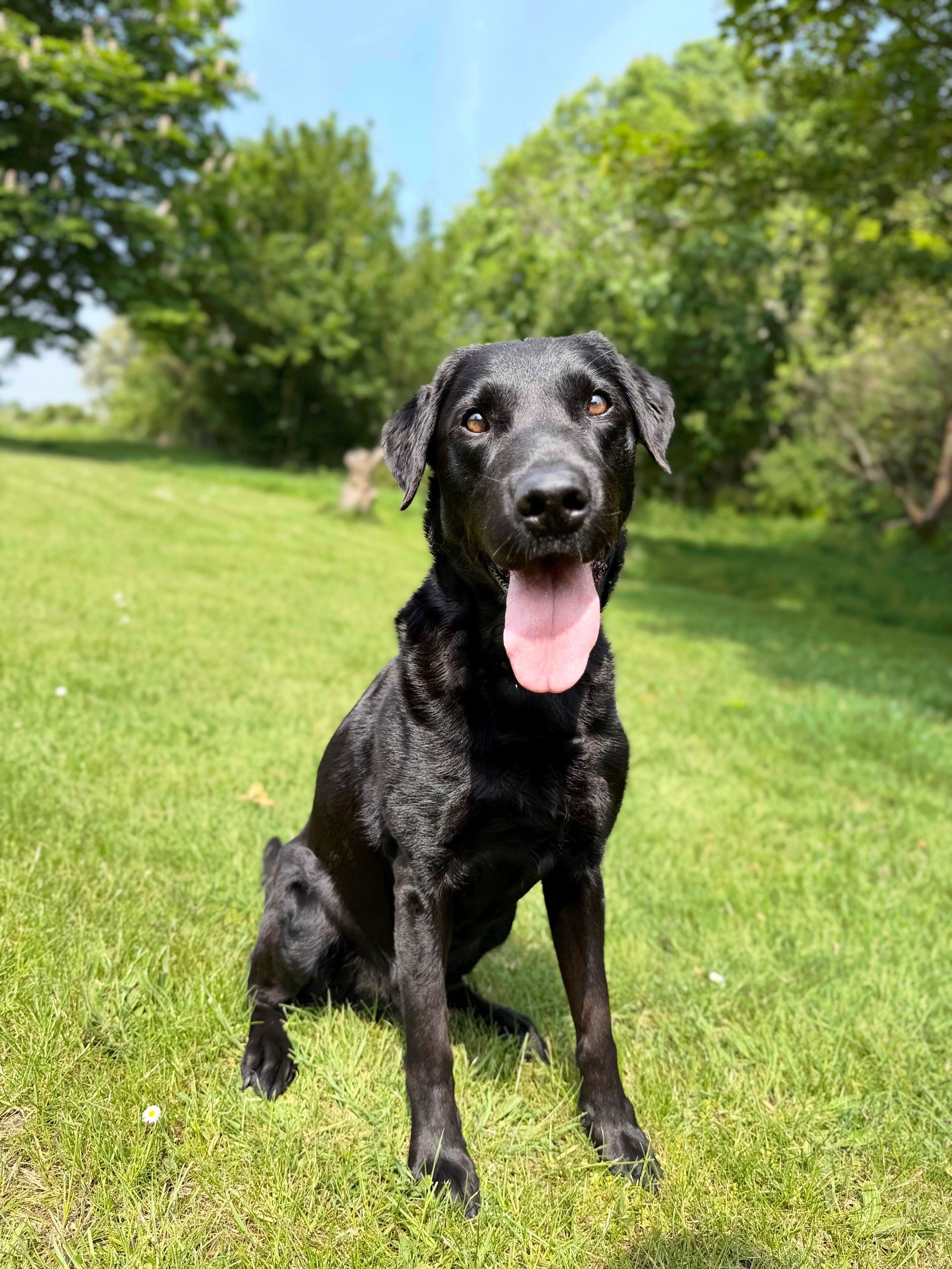 Black dog sitting on grass with tongue out in a sunny park