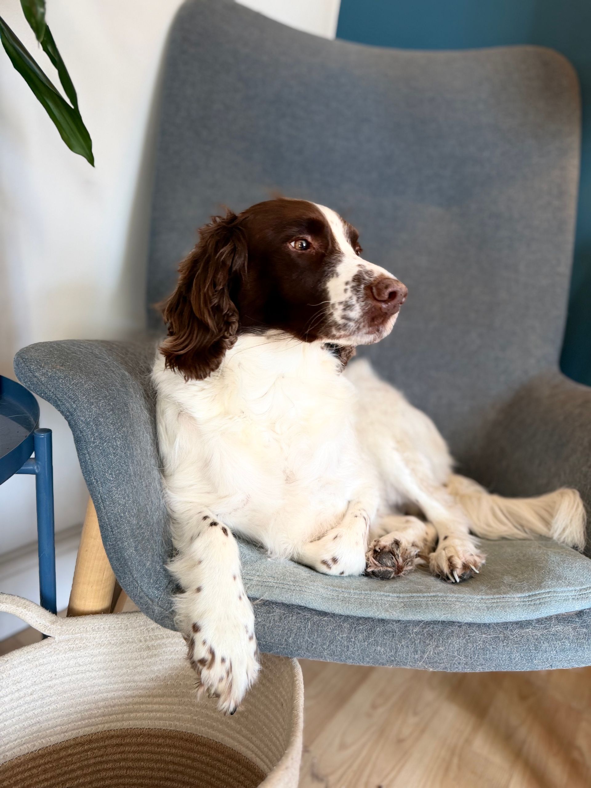 Brown-and-white dog lounging on a blue chair, looking to the right