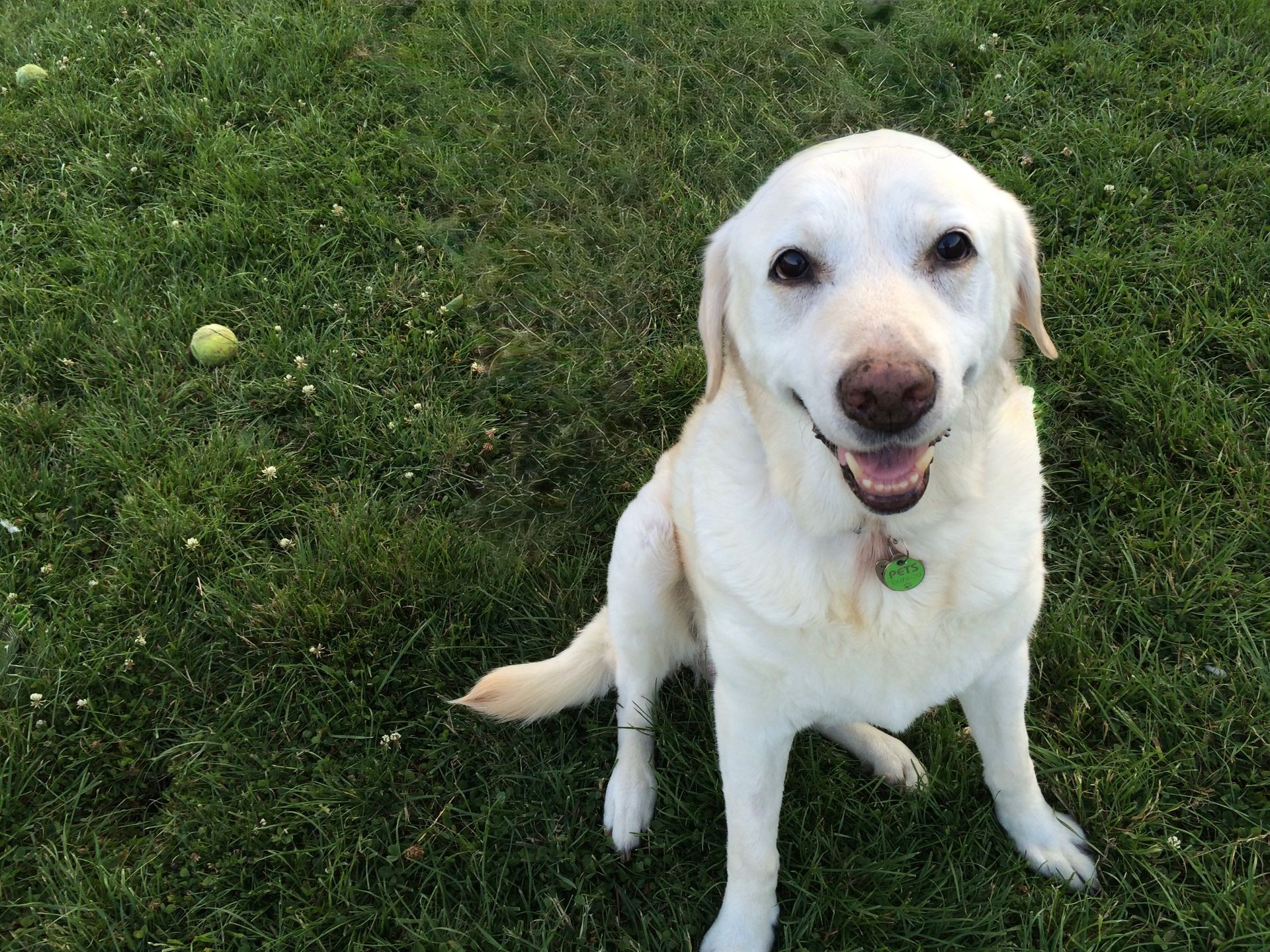 White dog sitting on grass, smiling with a green tag on its collar.