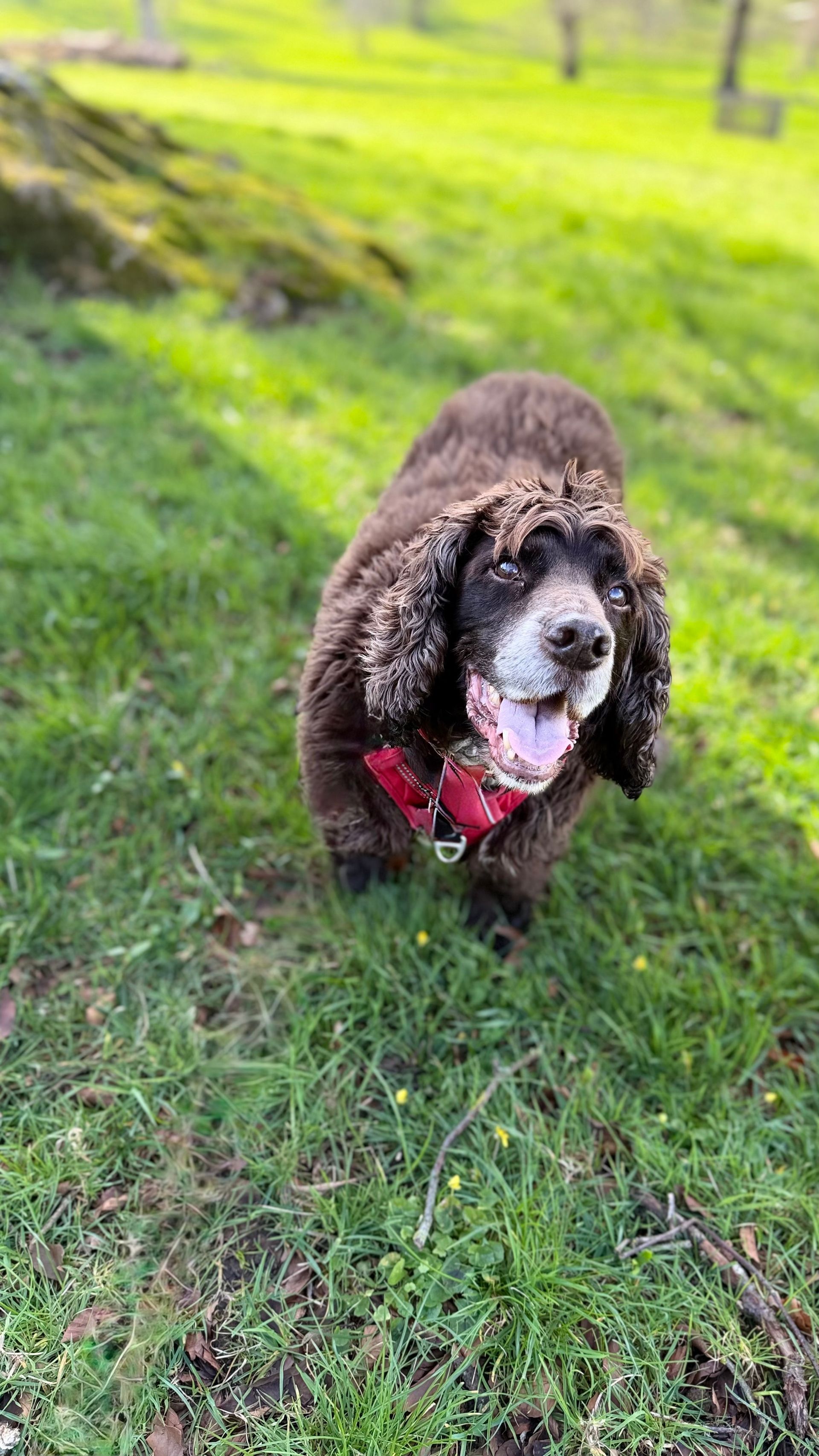 Brown curly-haired dog wearing a red bandana standing on green grass outdoors