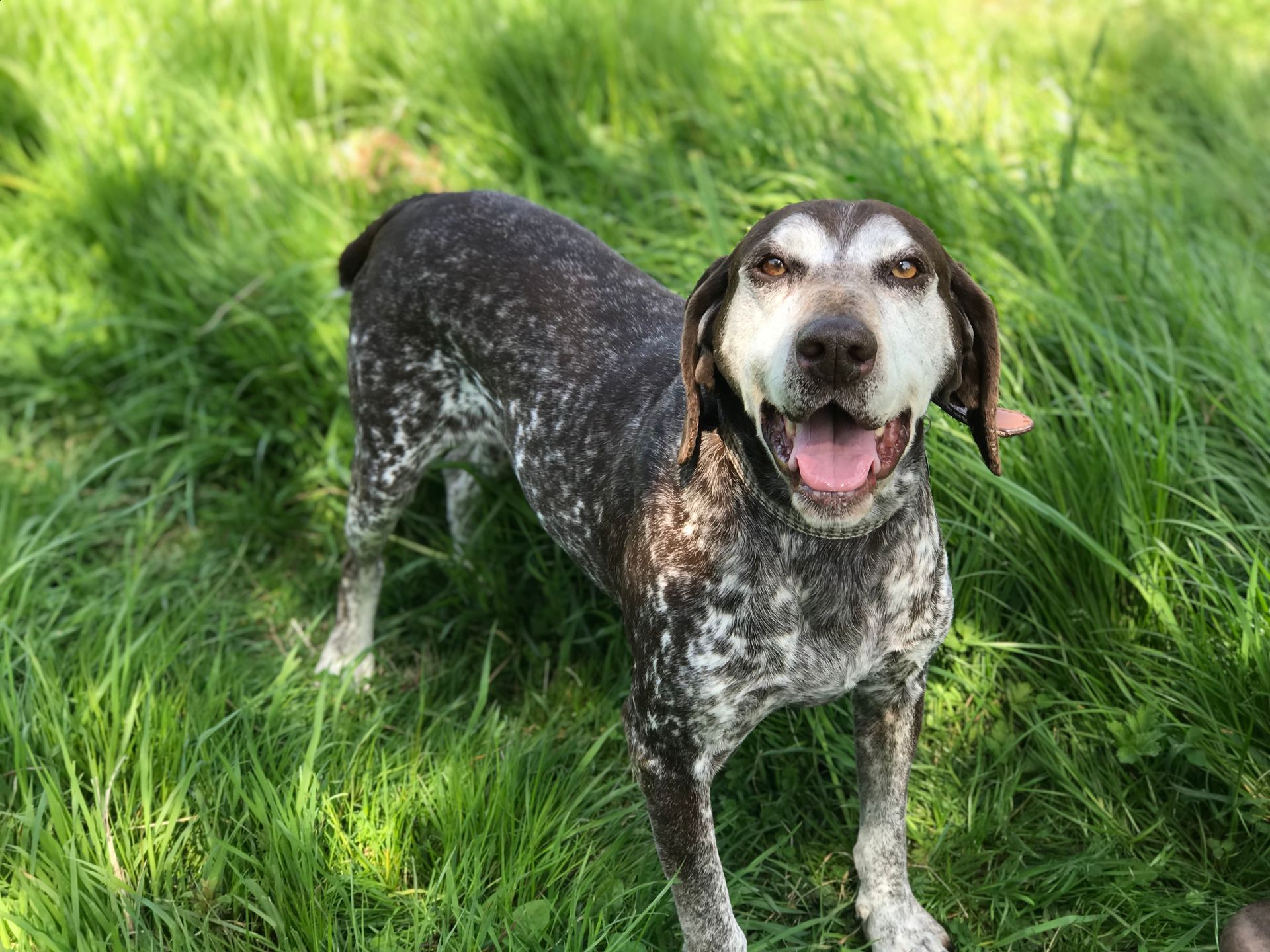 Black-and-white spotted dog standing in green grass, looking at the camera and panting.