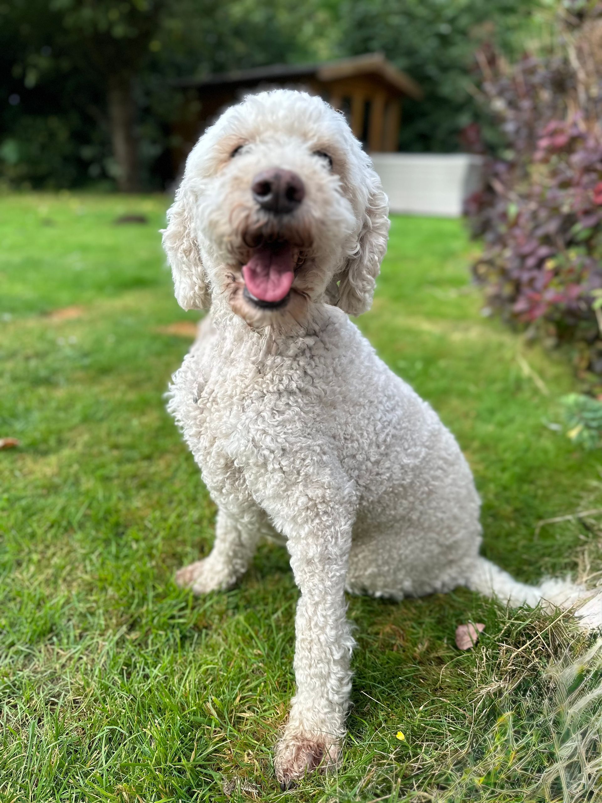 Curly cream-colored dog sitting on grass outdoors with mouth open and tongue out