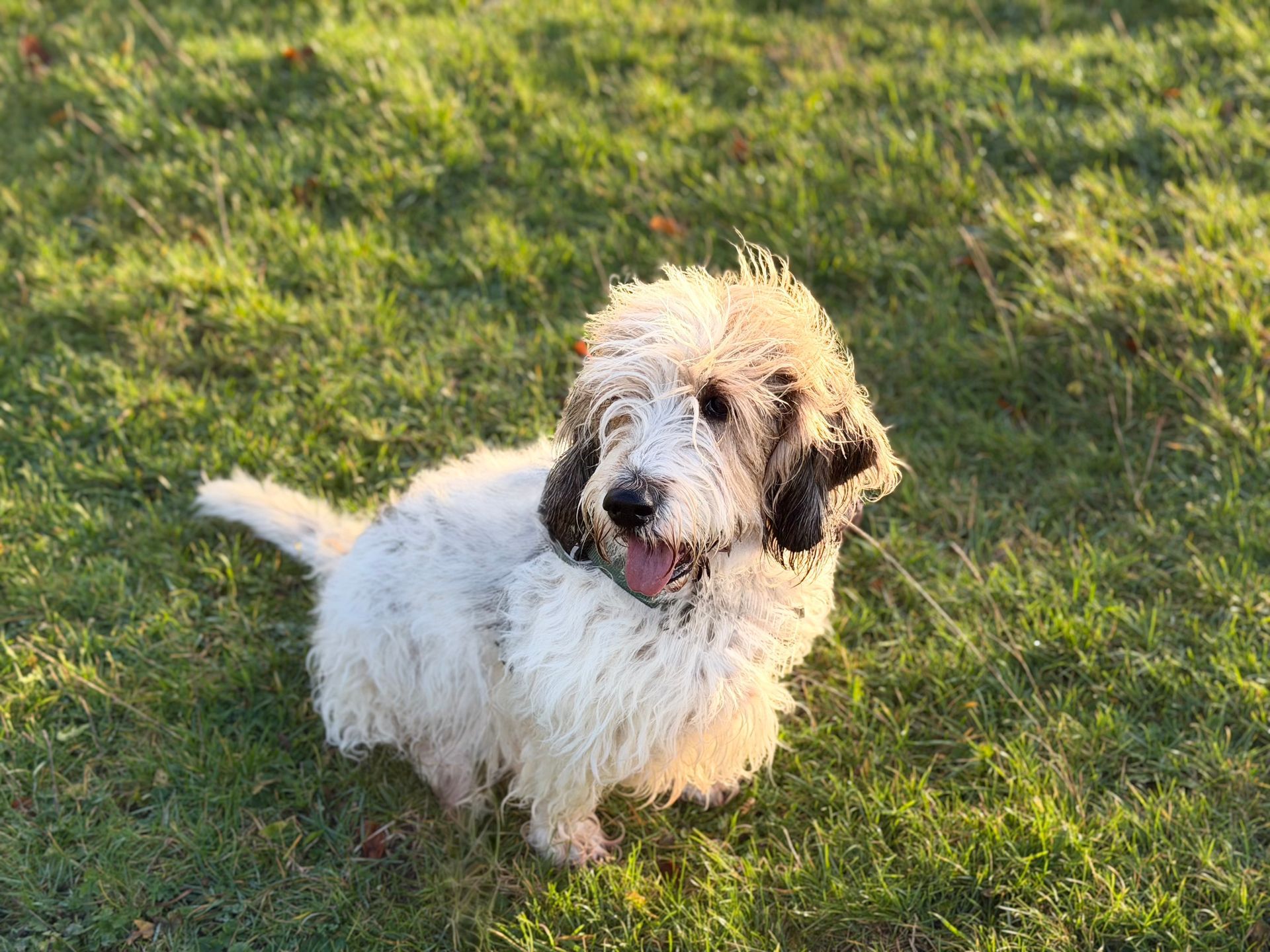 Fluffy white and black puppy sitting on green grass, looking at the camera with tongue out