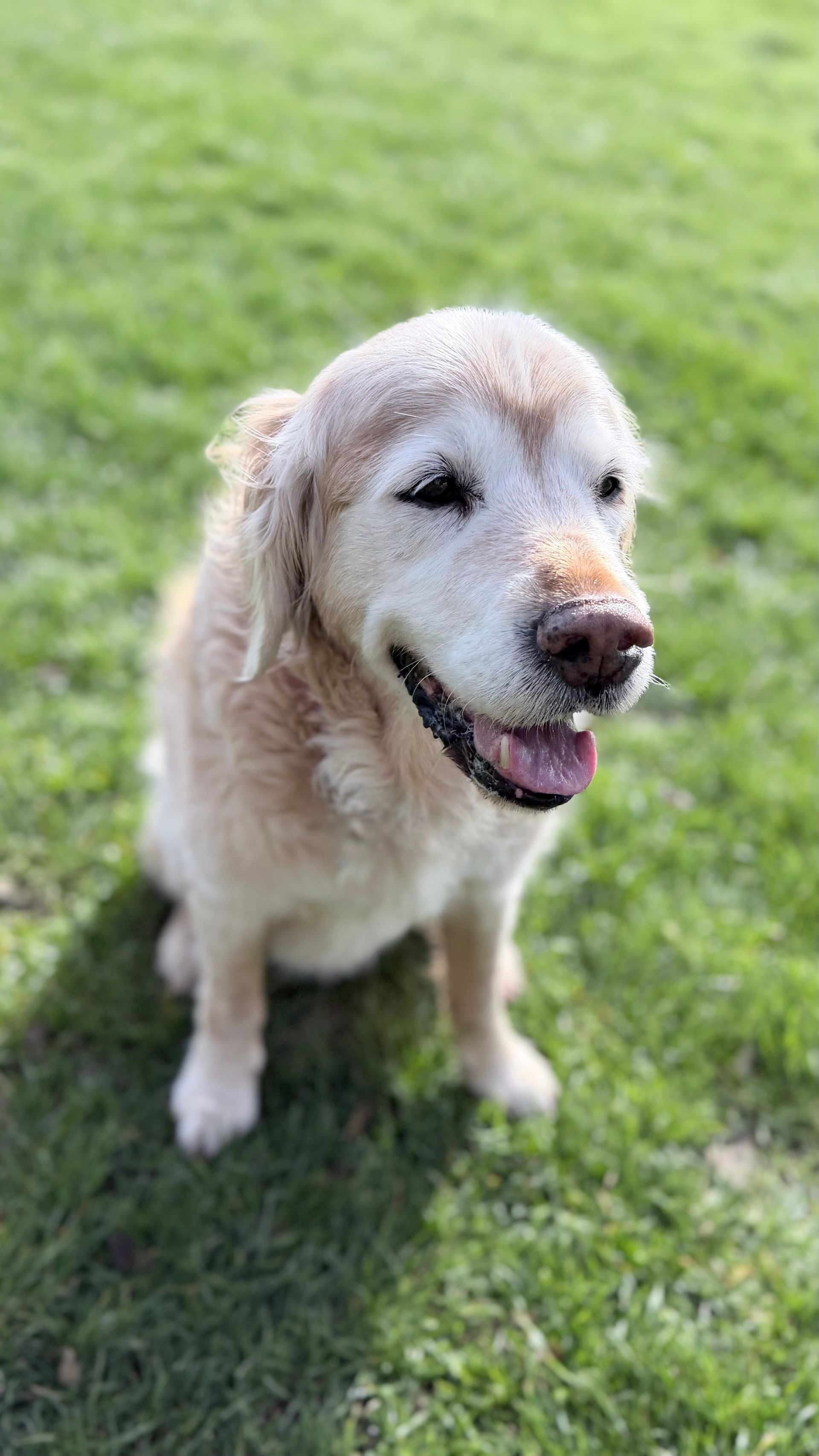 Golden retriever sitting on green grass, panting with a relaxed expression.