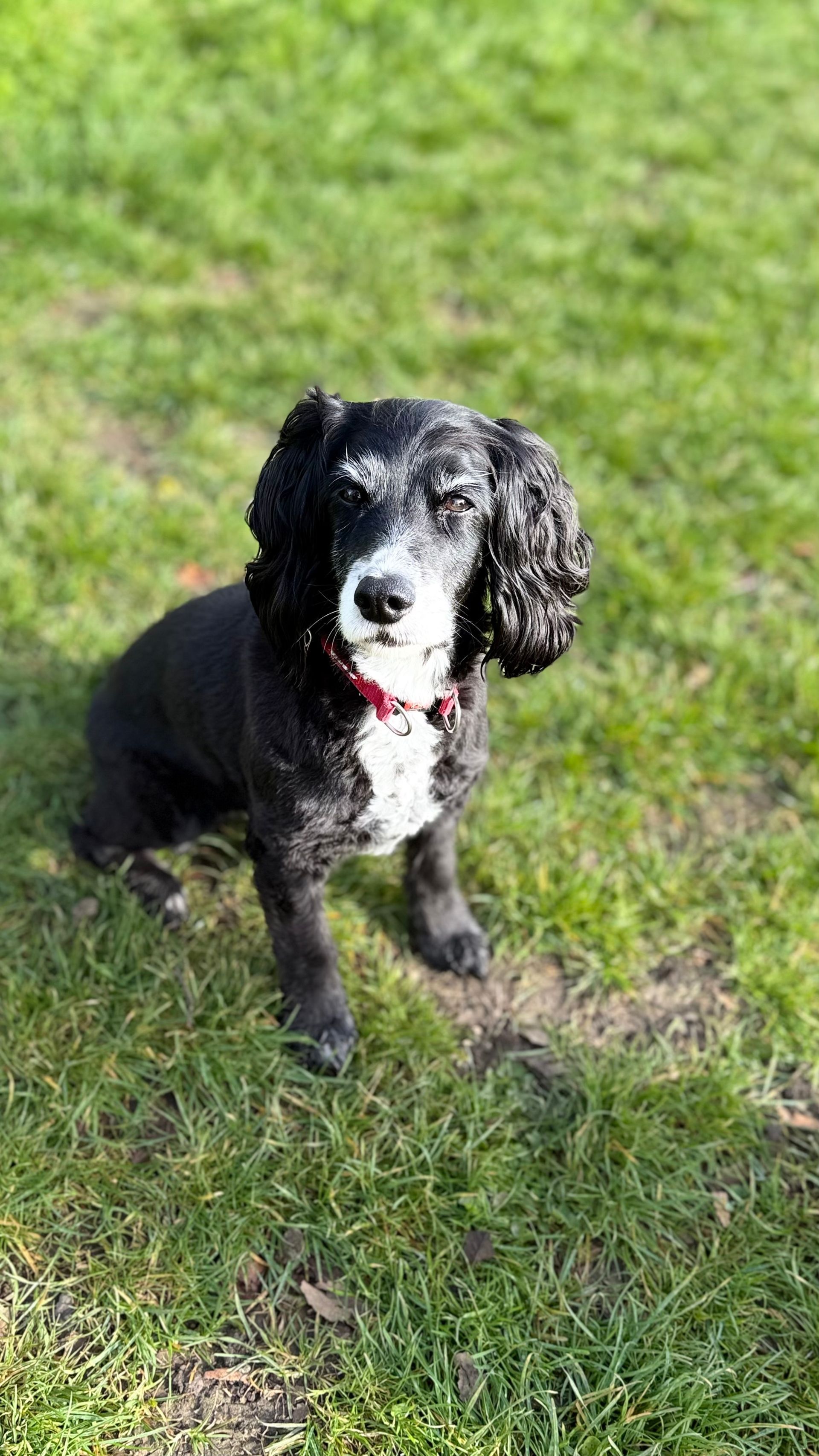 Black-and-white dog with a red collar sitting on grass in sunlight