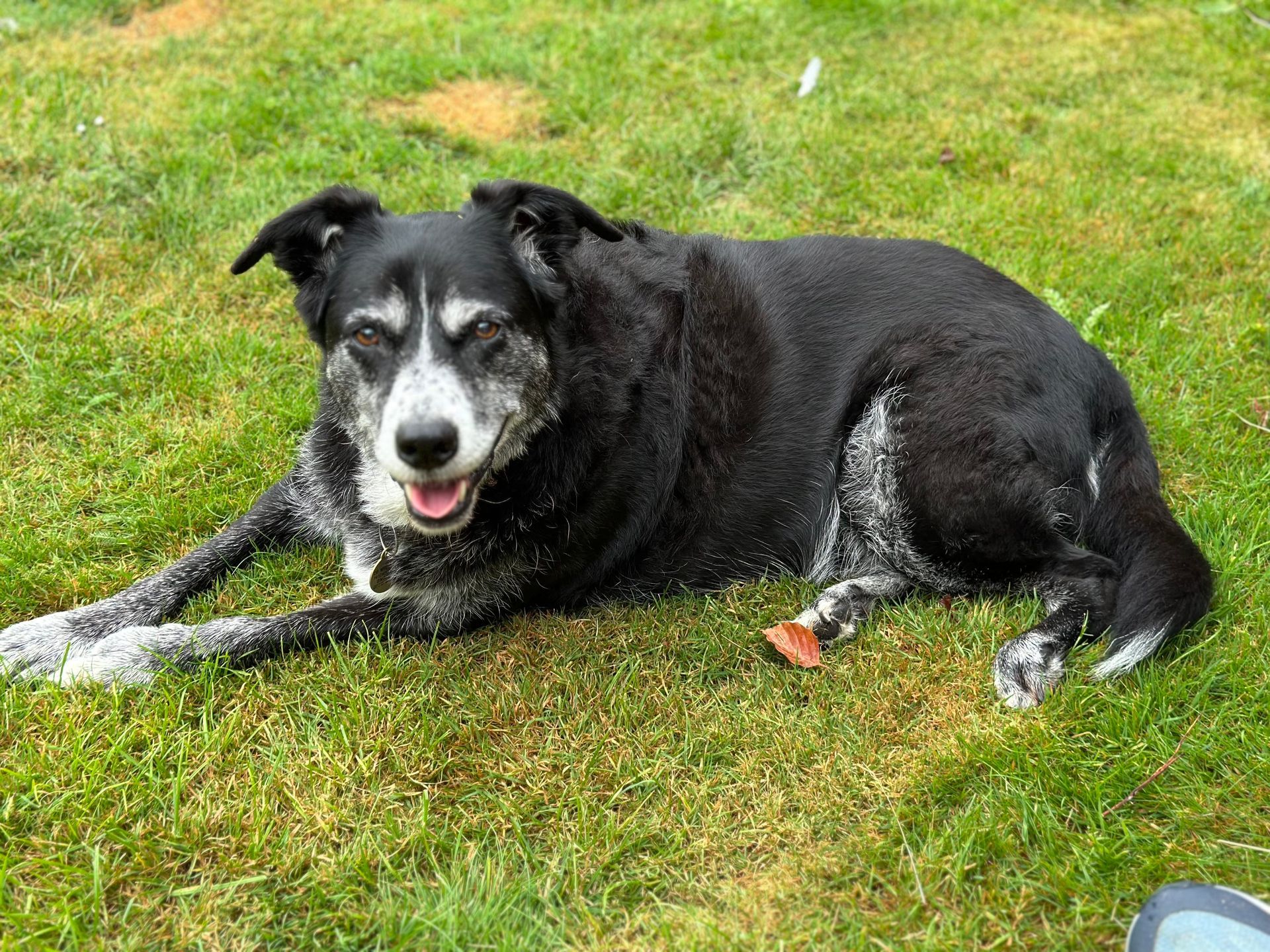 Black and white dog lying on green grass with mouth open and tongue out