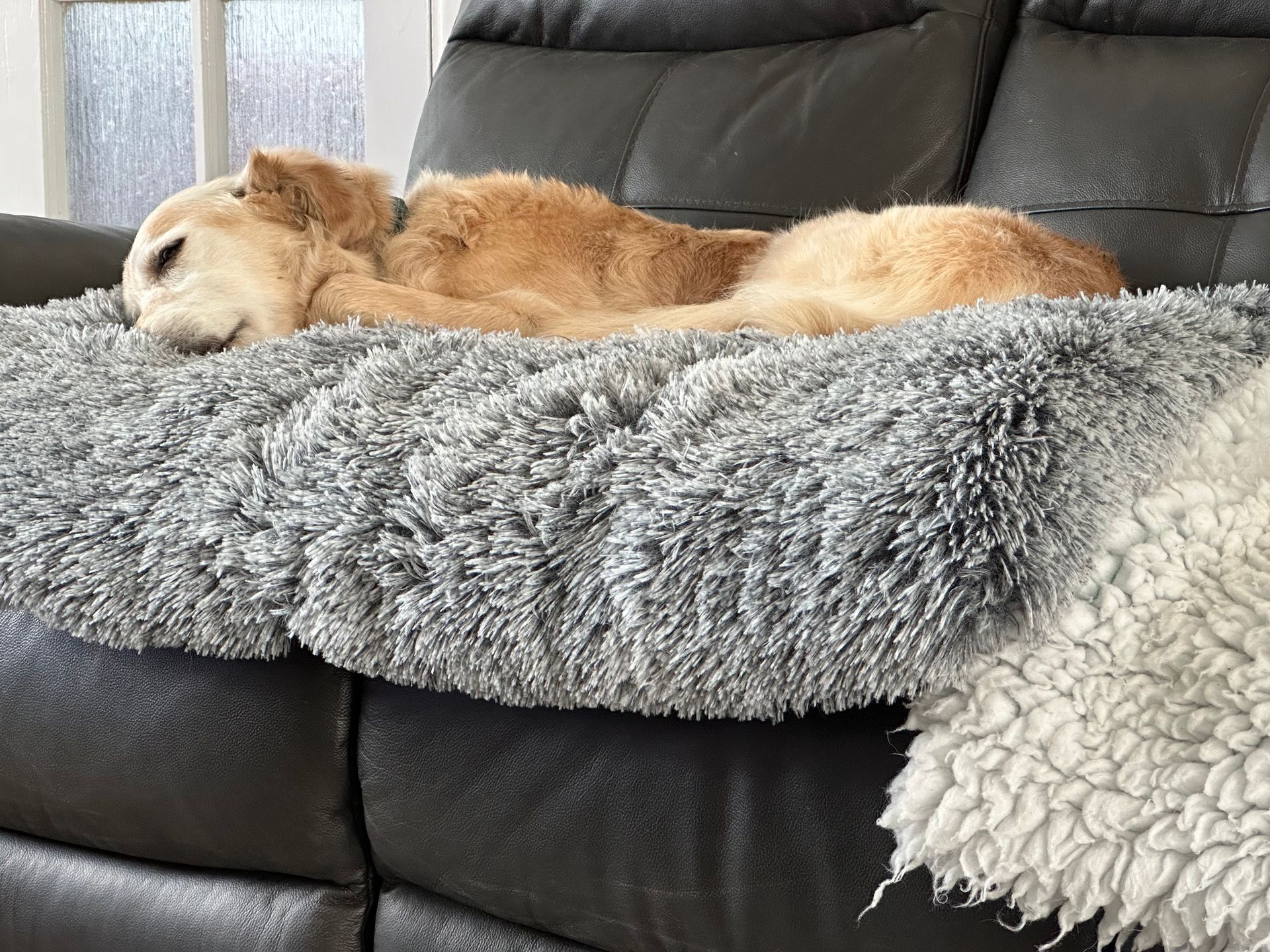 Small tan dog sleeping on a gray fluffy couch blanket
