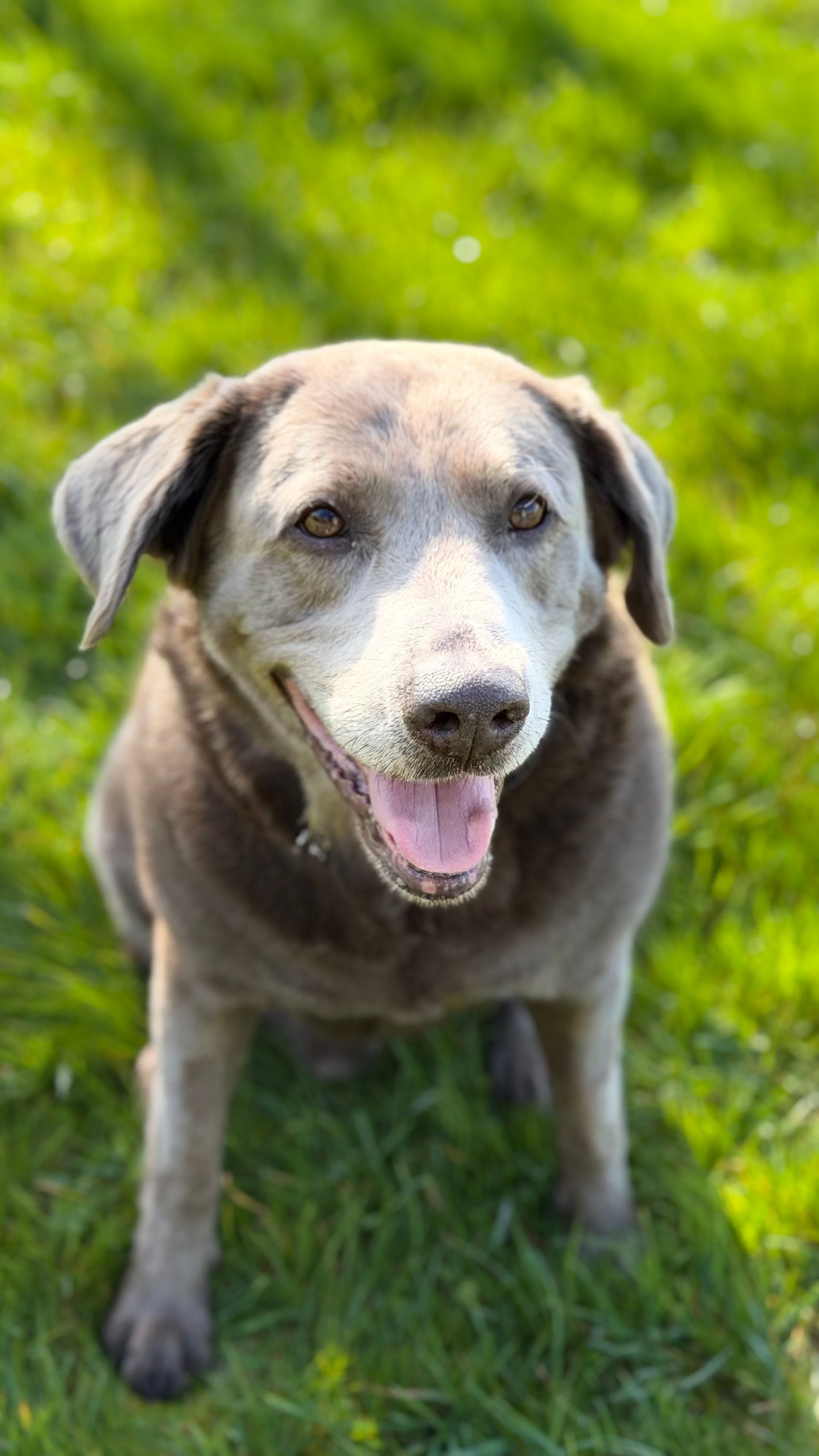 Gray dog standing on green grass with mouth open and tongue out